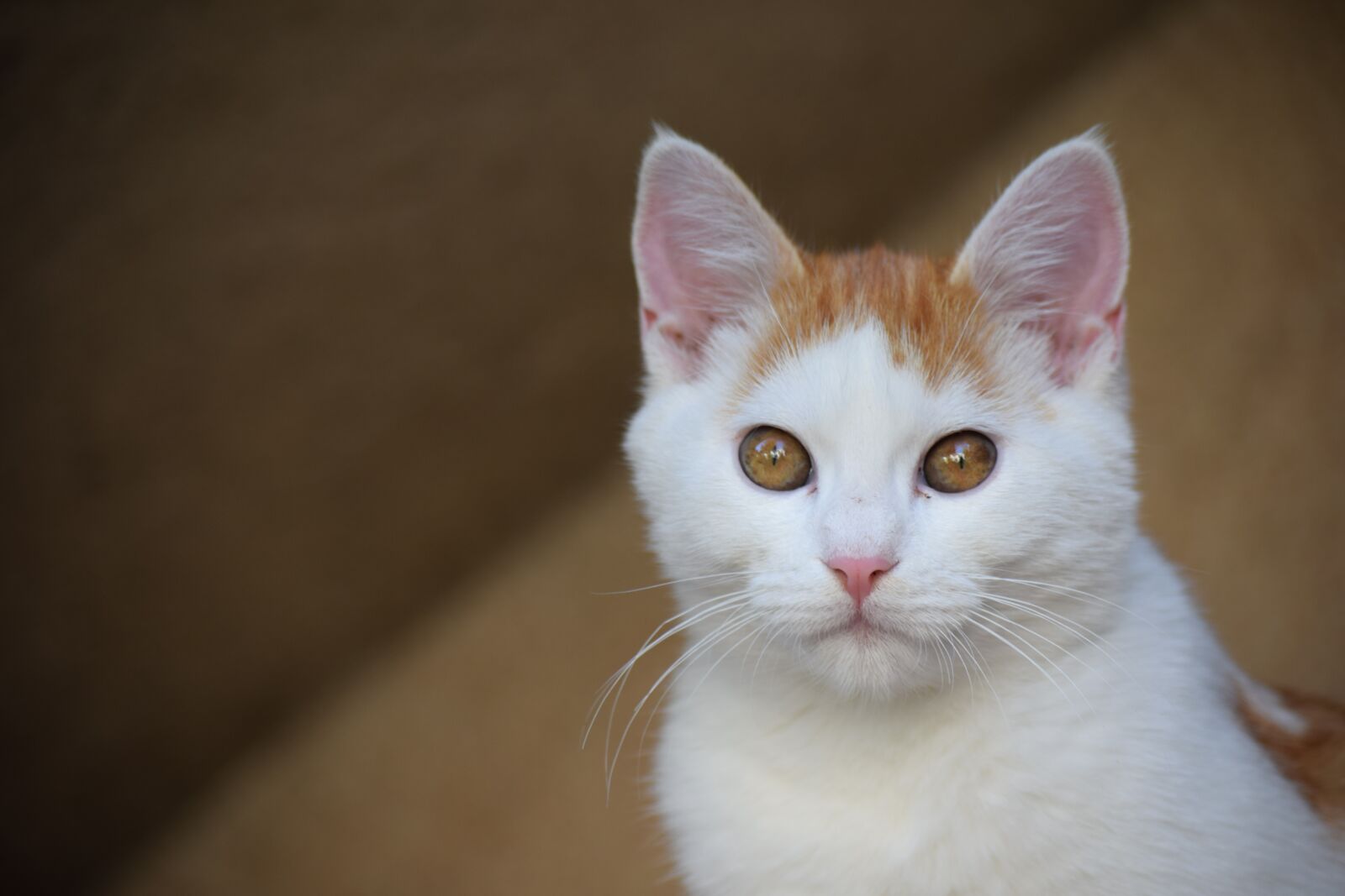 Nikon D3300 sample photo. Cat, animal, mammal photography