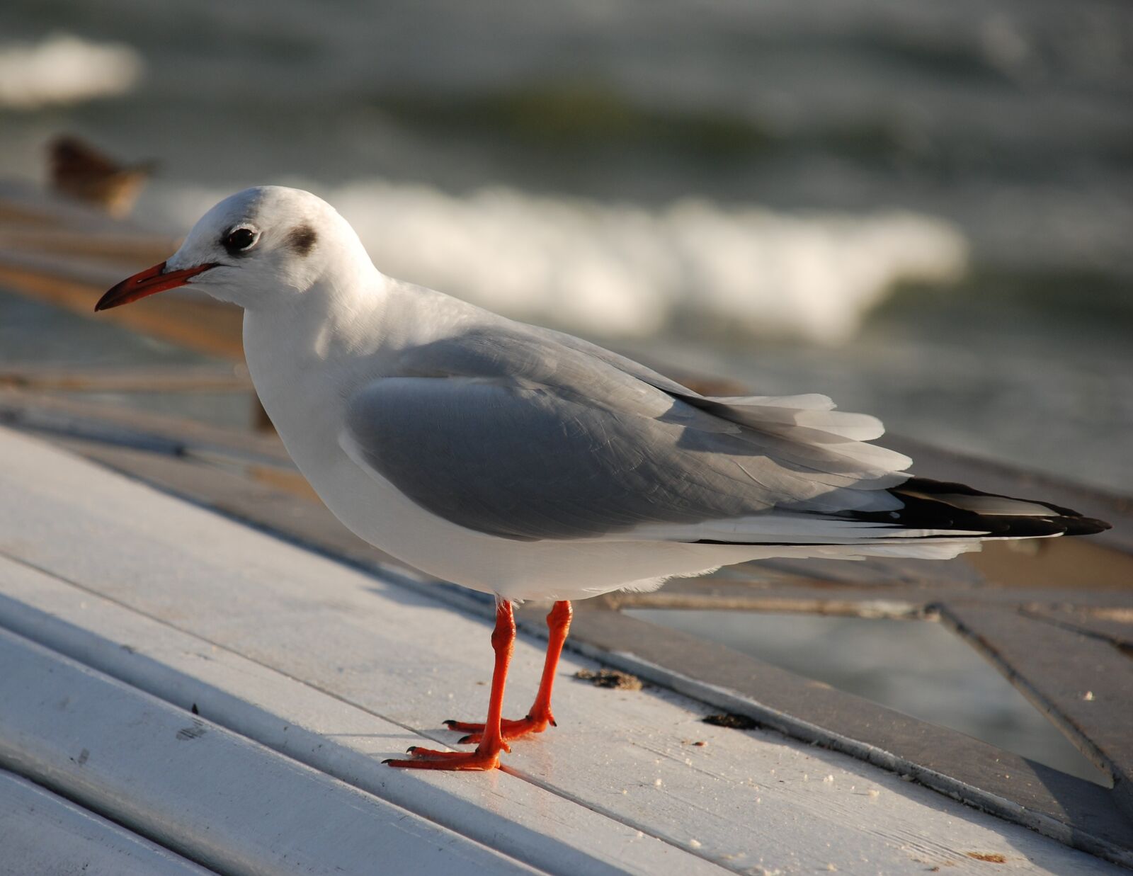 Nikon D80 sample photo. Seagull, common tern, sea photography