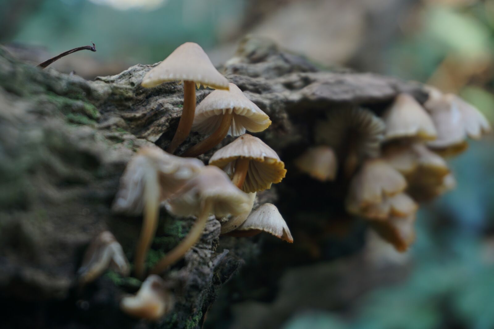 Sony a6000 sample photo. Fungus, nature, forest photography
