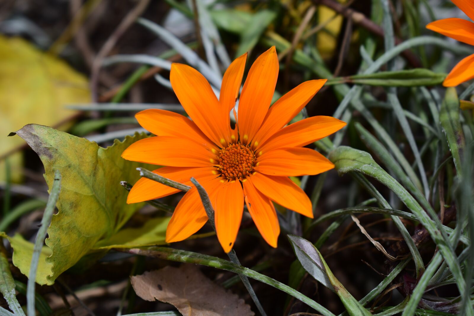 Nikon D3400 sample photo. Nature, flower, plant photography