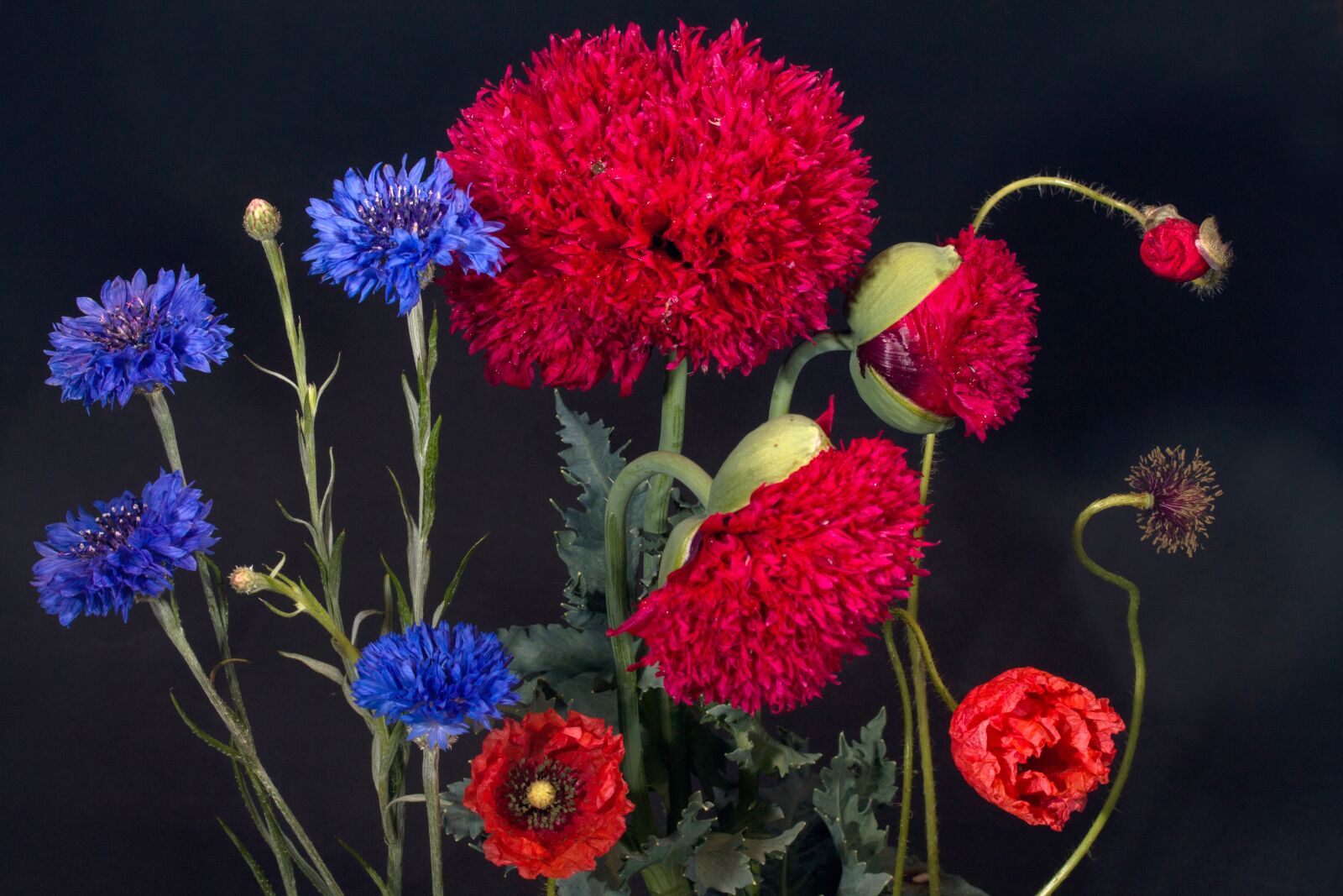 Canon EF-S 60mm F2.8 Macro USM sample photo. Cornflowers, klatschmohn, poppy flower photography