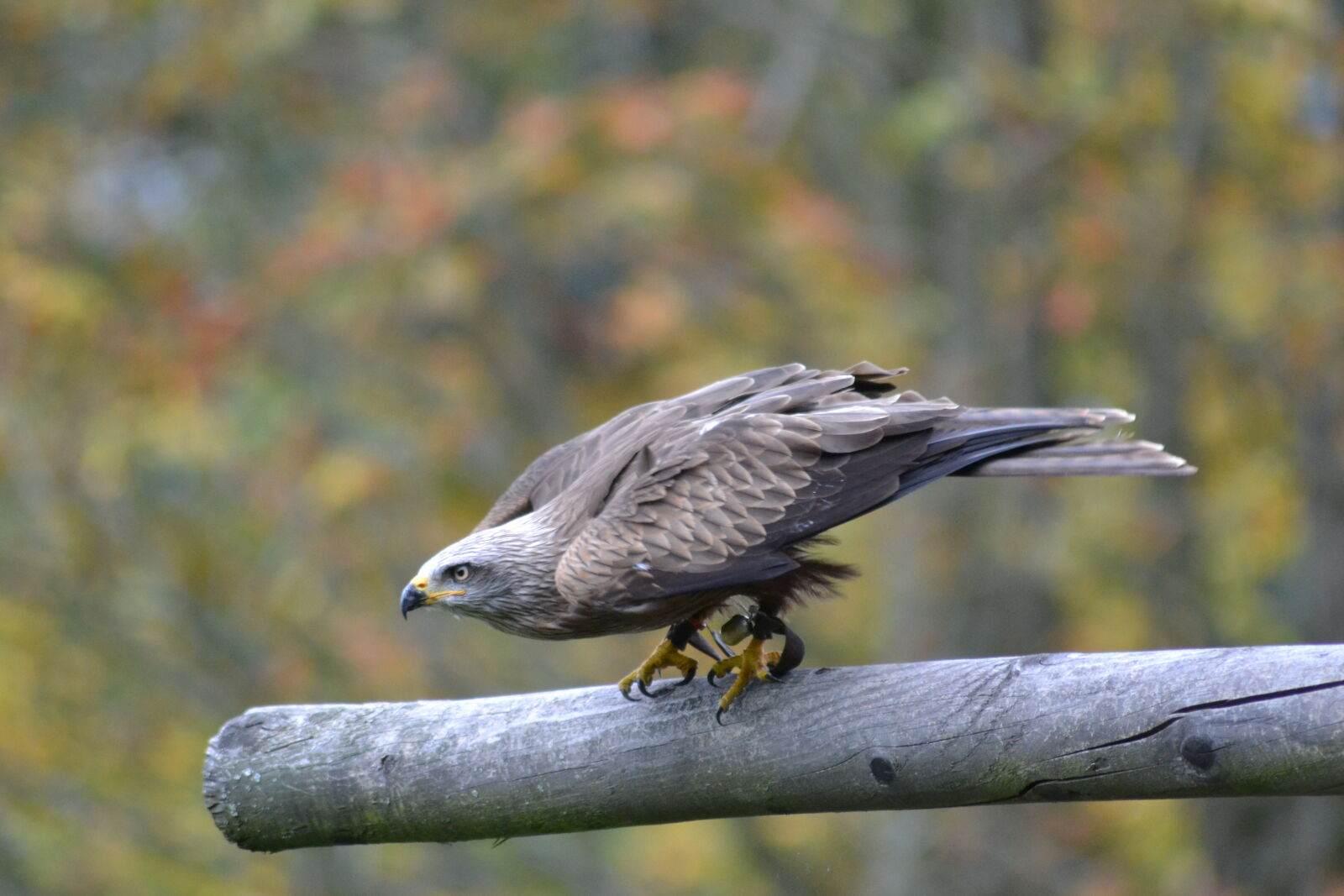 Nikon D3100 sample photo. Grey, falcon, perched, on photography