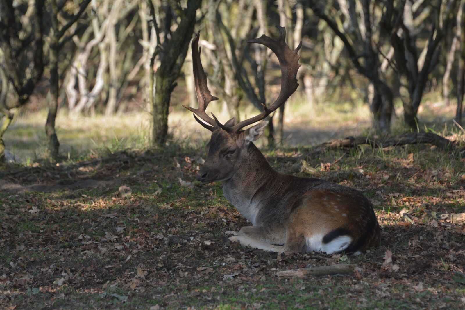 Nikon D5200 sample photo. Deer, forest, animal photography