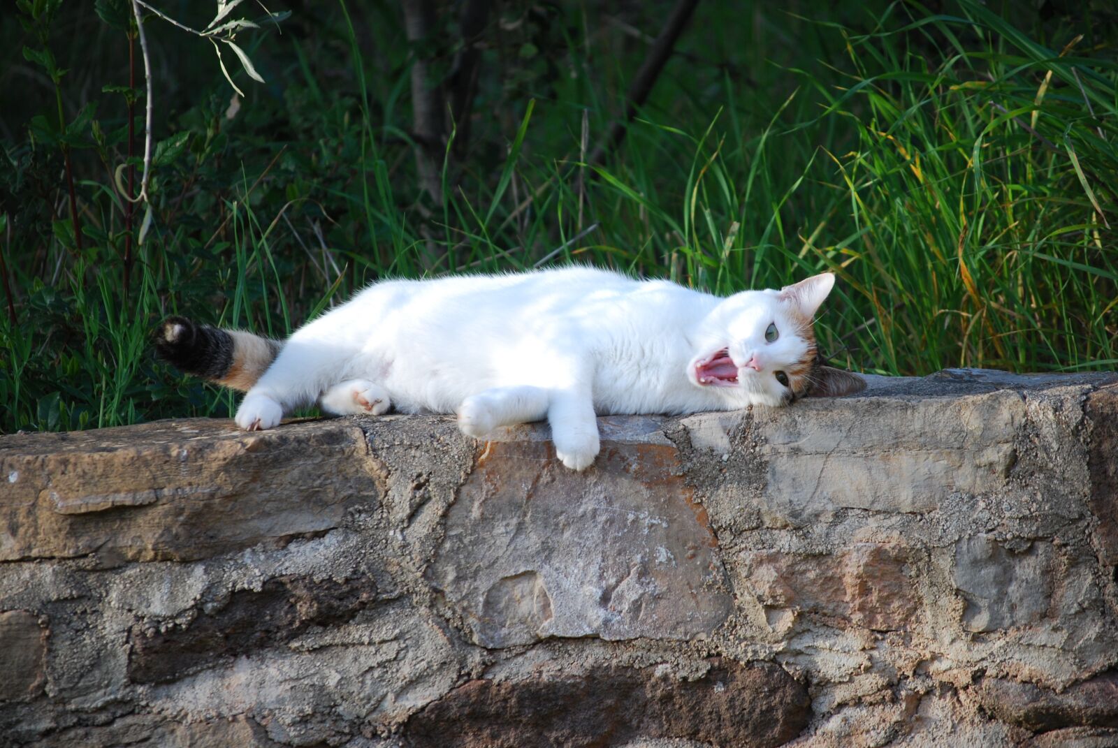 Nikon D60 sample photo. Cat, profile, isabelle photography
