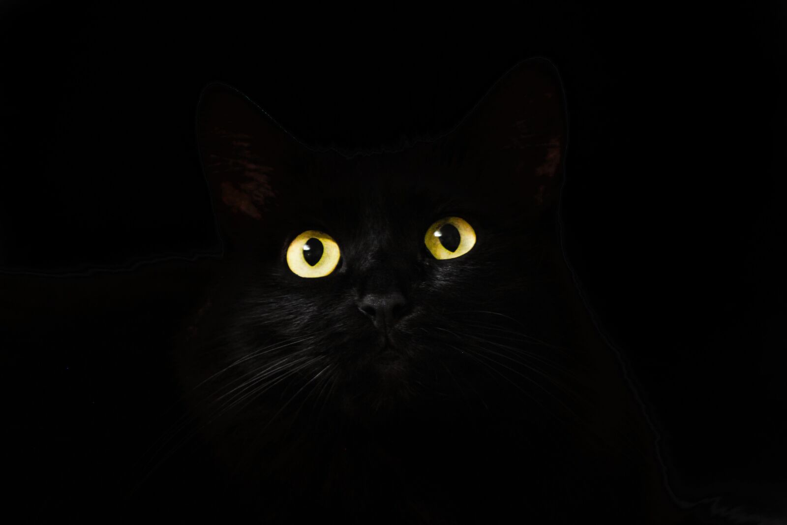 Canon EOS 500D (EOS Rebel T1i / EOS Kiss X3) sample photo. Cat eyes, cat, black photography