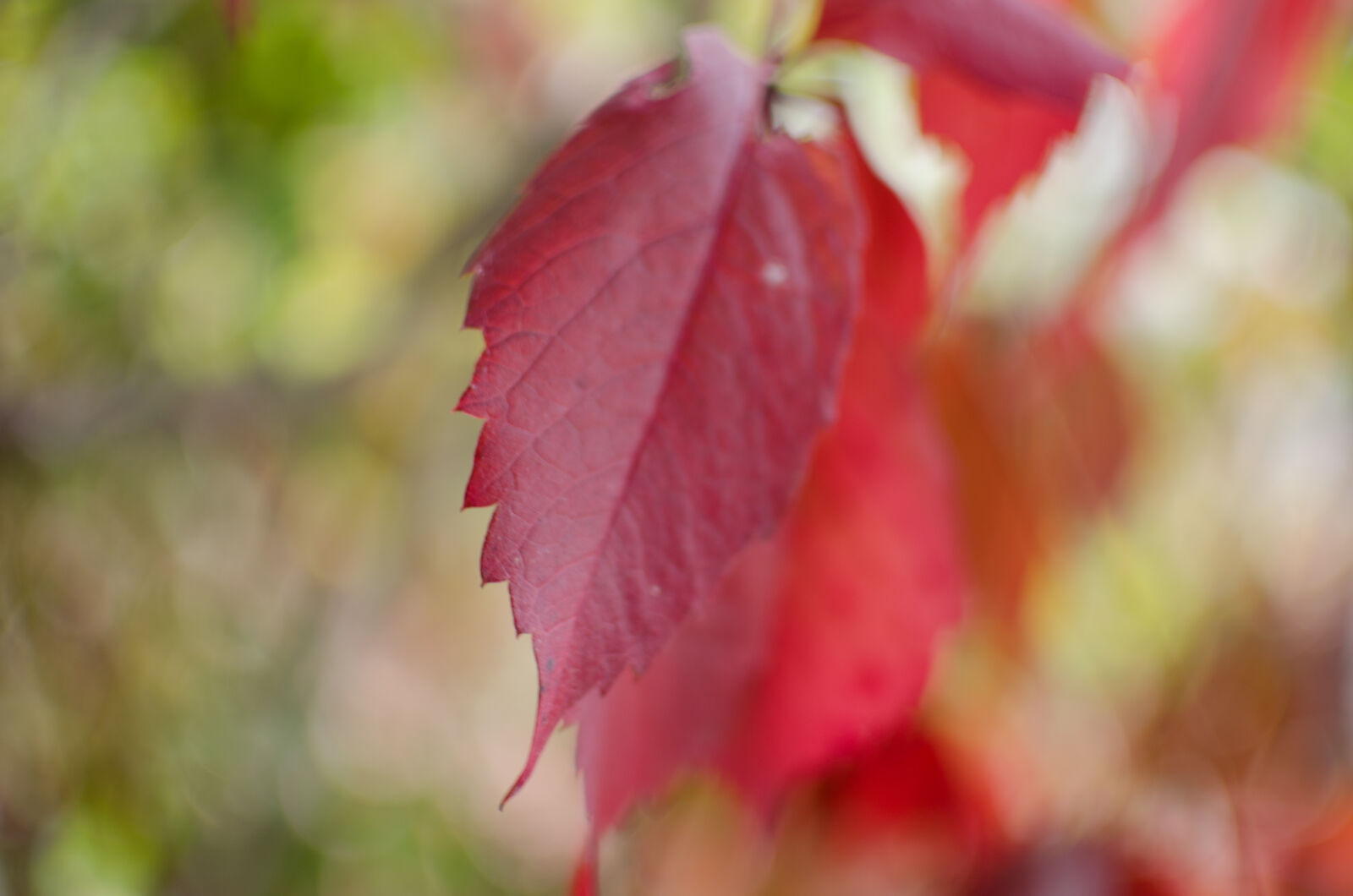 Nikon D5100 sample photo. Autumn, bokeh, fall, leaf photography