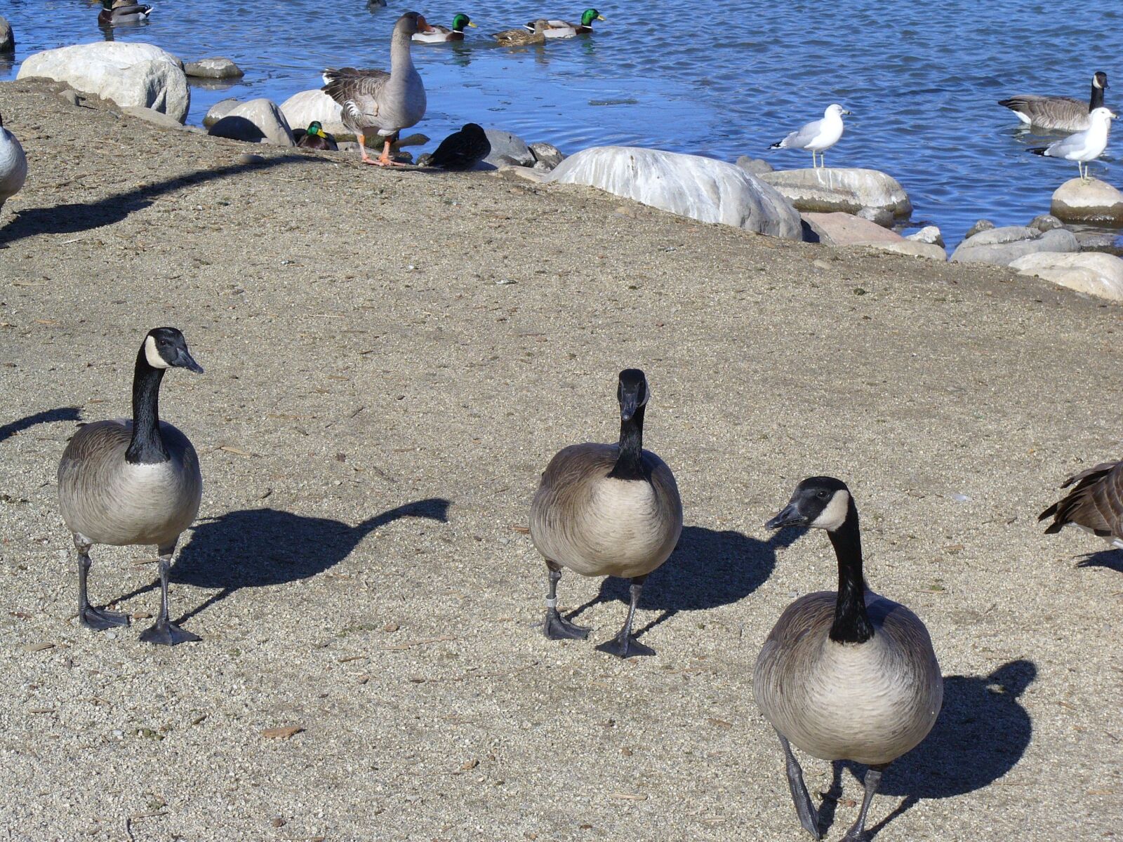 Panasonic DMC-LZ3 sample photo. Canadian geese, migration, pond photography