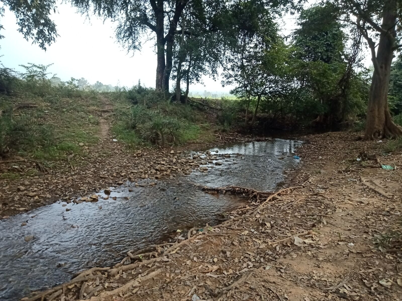 OPPO Realme 1 sample photo. River, forest, nature photography