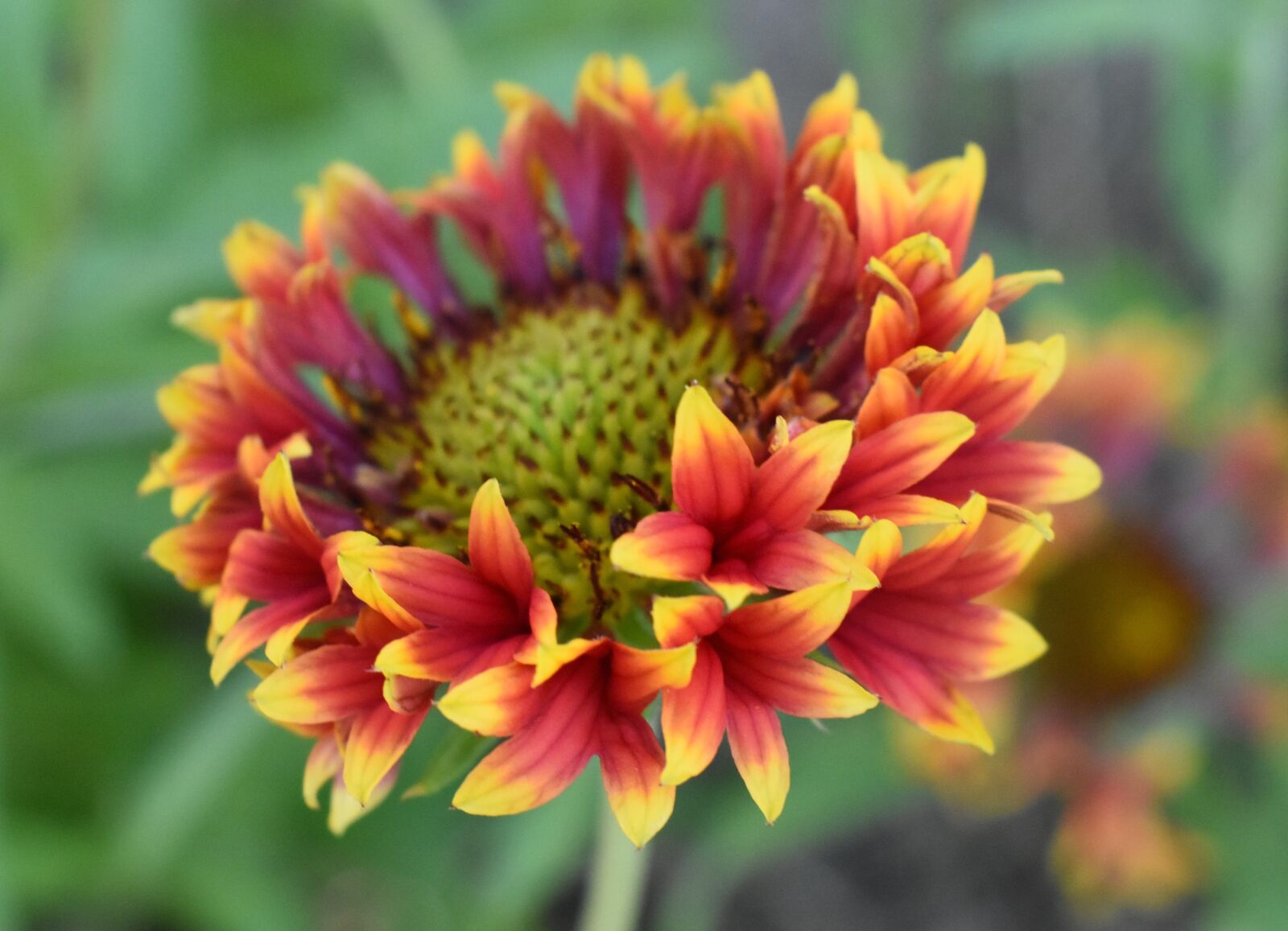 Nikon D5500 sample photo. Gaillardia, flower, red and photography