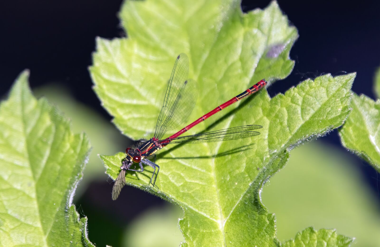Sigma 100-400mm F5-6.3 DG OS HSM sample photo. Large-red-damselfly, insect, wildlife photography
