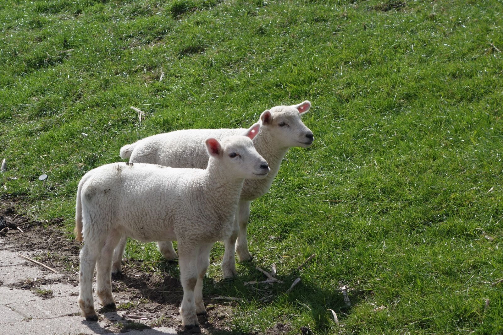 Sony Cyber-shot DSC-RX100 II sample photo. Sheep, lamb, lambs photography