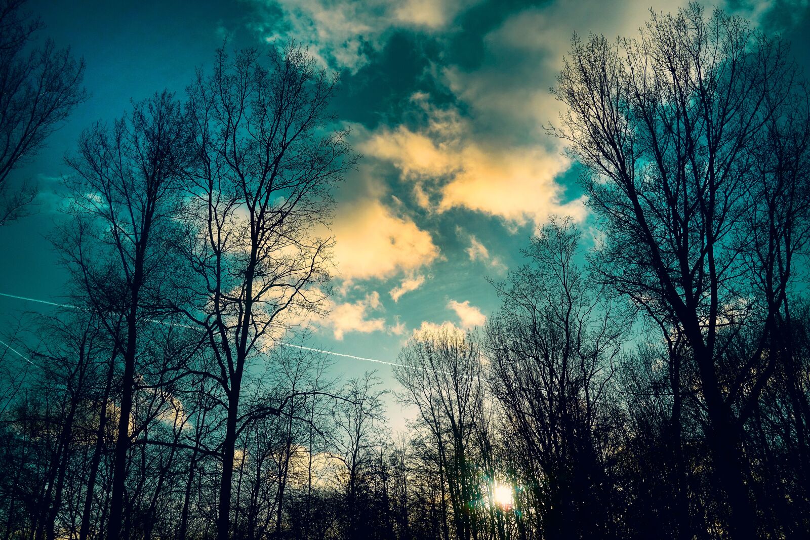 Sony Cyber-shot DSC-RX100 sample photo. Trees, bare trees, winter photography