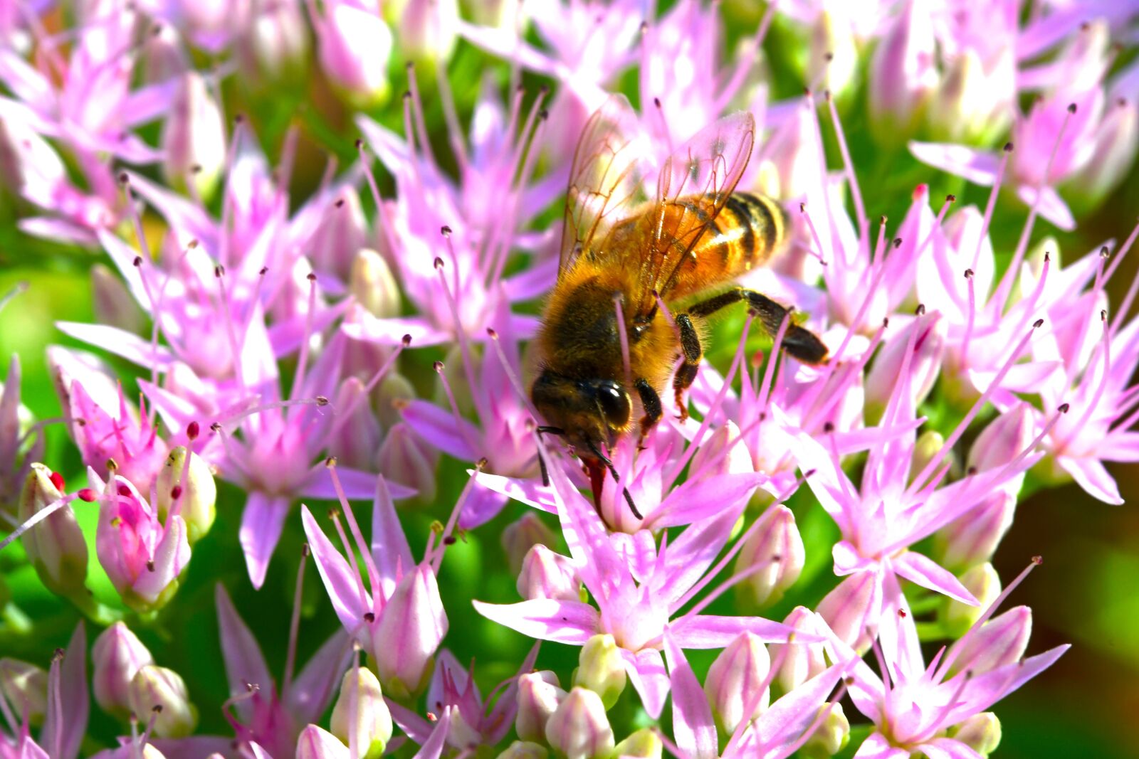 Nikon D7500 sample photo. Bee, insect, nectar photography