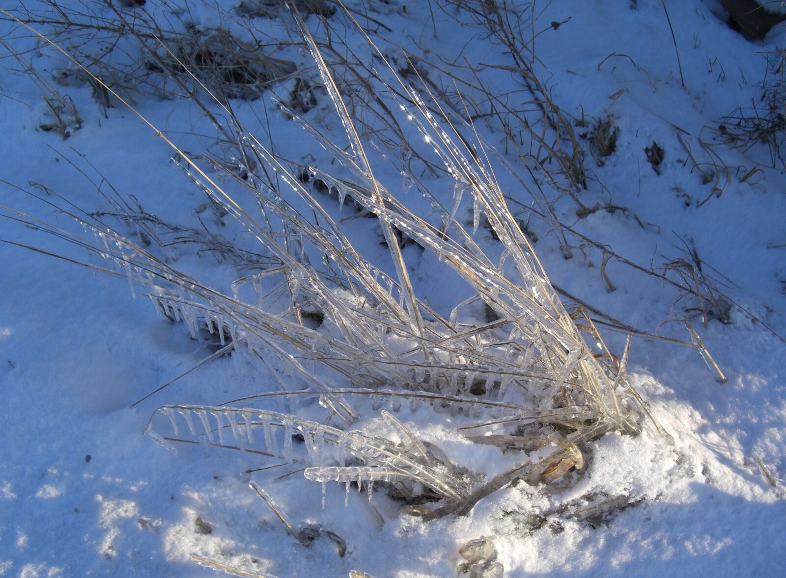 CASIO EX-Z1200 sample photo. Eiskristalle, grasses, winter photography
