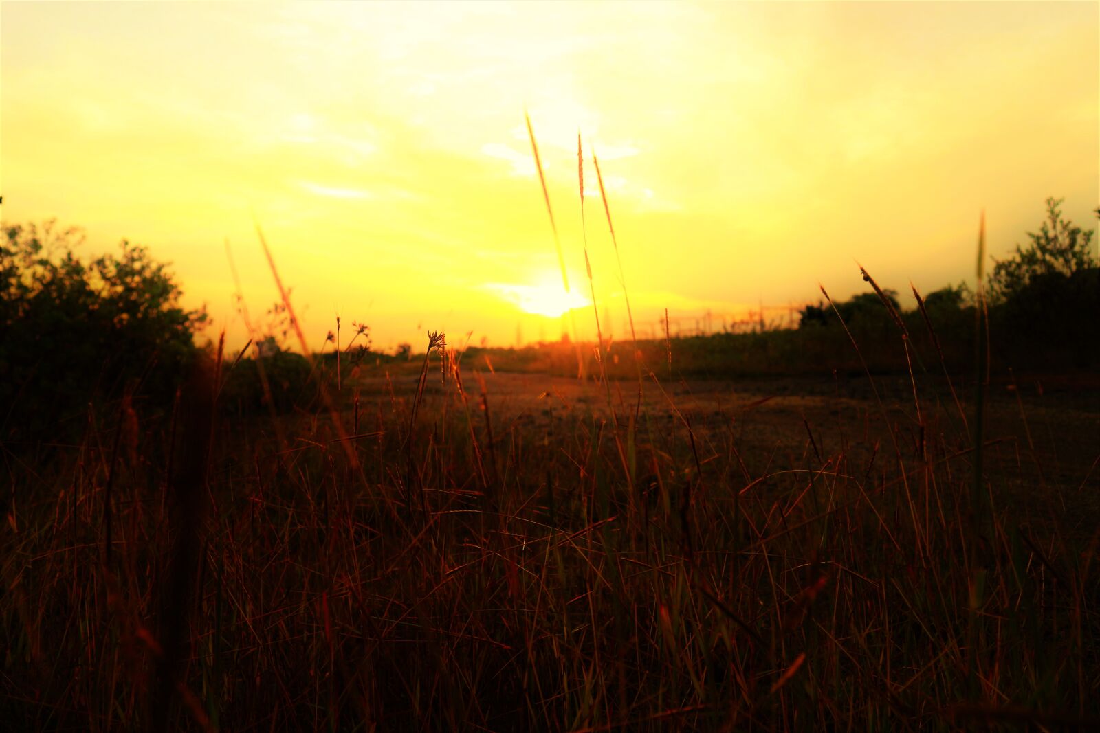 Canon EF-M 15-45mm F3.5-6.3 IS STM sample photo. Grass, sunset, nature photography
