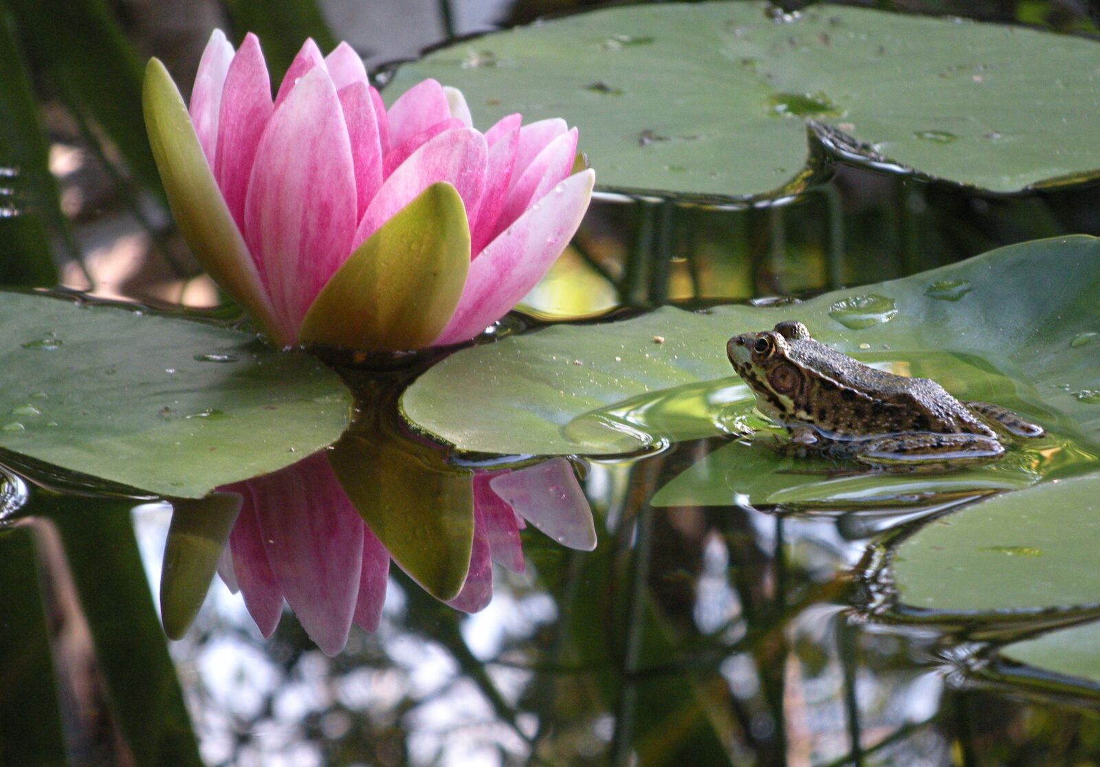 Nikon Coolpix S60 sample photo. Pond, frog, water photography