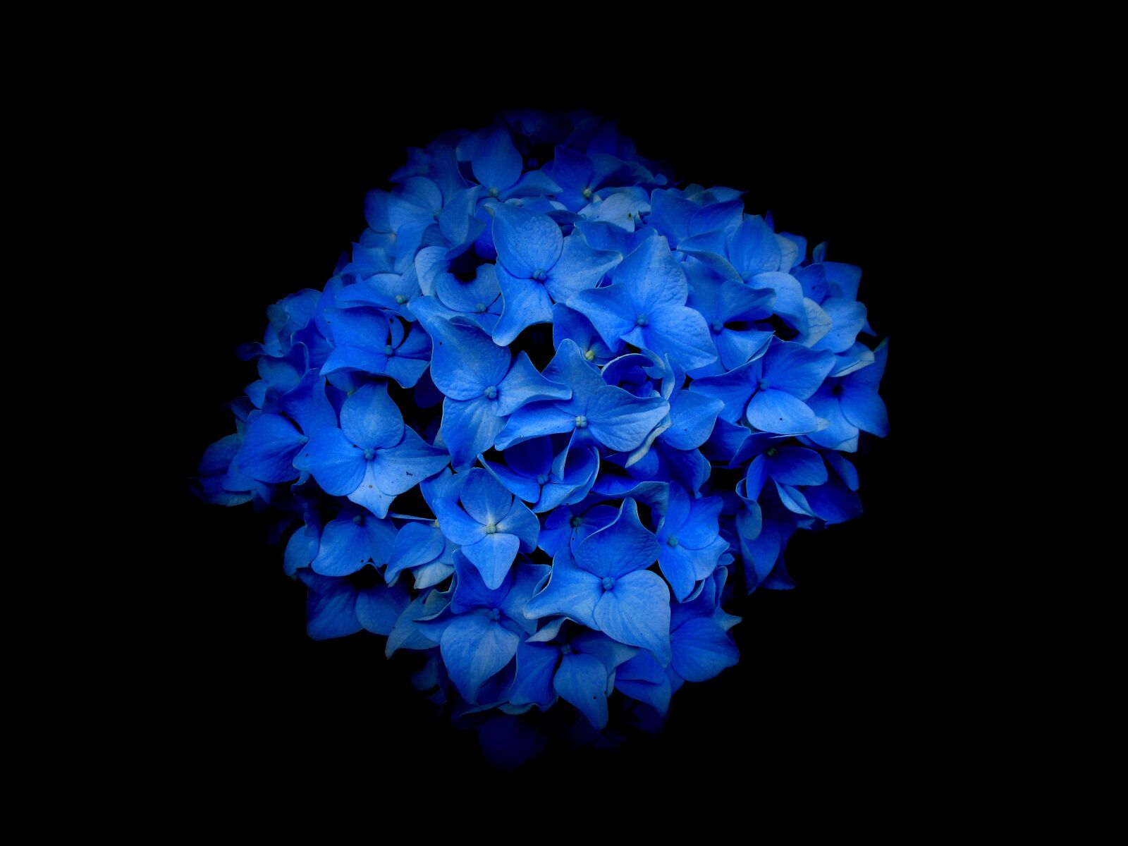 Canon IXUS 185 sample photo. Hydrangea, flowers, blue photography