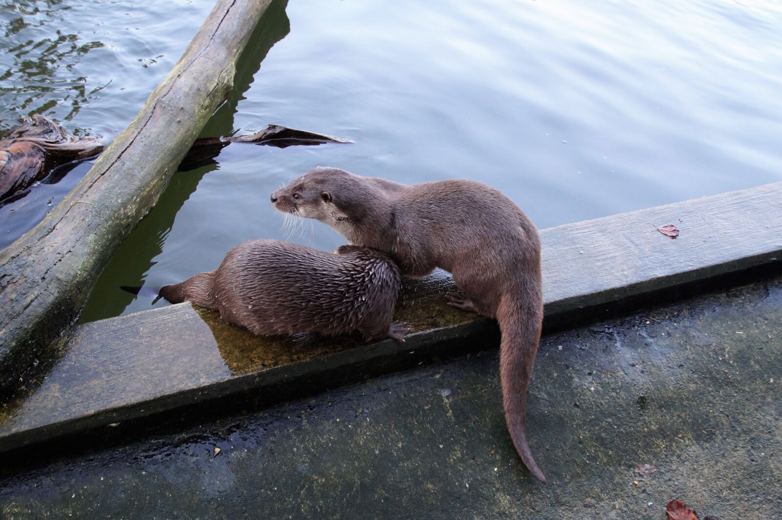 Sony SLT-A58 sample photo. Otter, fluvial, water photography