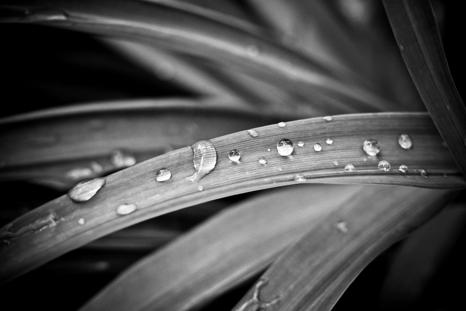 Olympus OM-D E-M10 sample photo. Reed, bank, nature photography