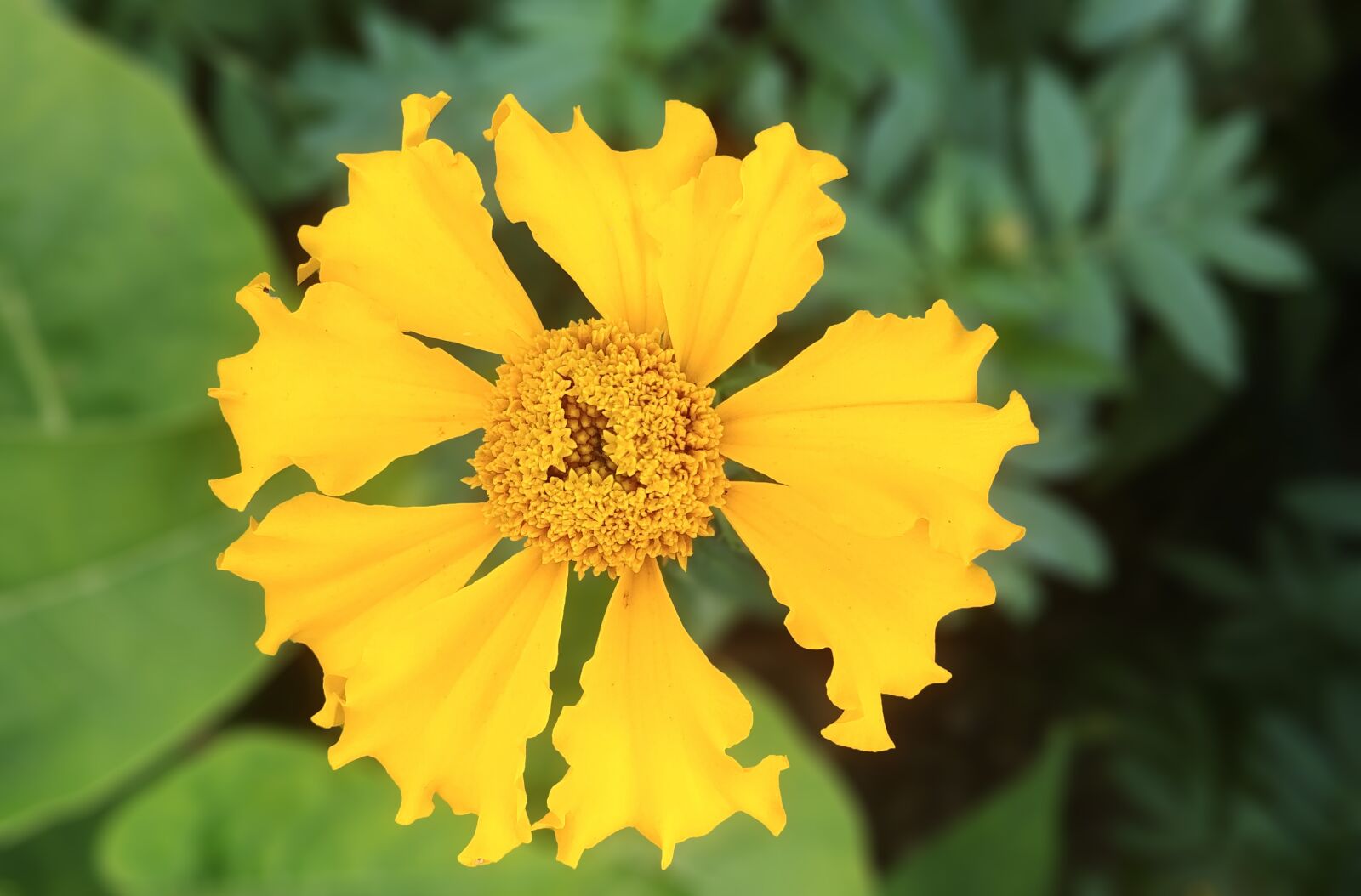 LG G6 sample photo. Crape myrtle, yellow flower photography