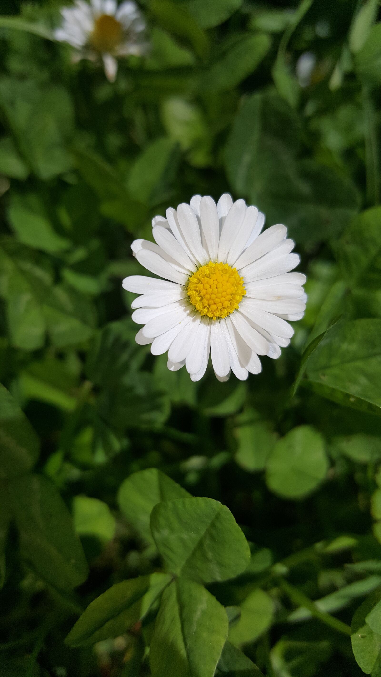Samsung GALAXY S6 edge sample photo. Nature, flowers, daisy photography