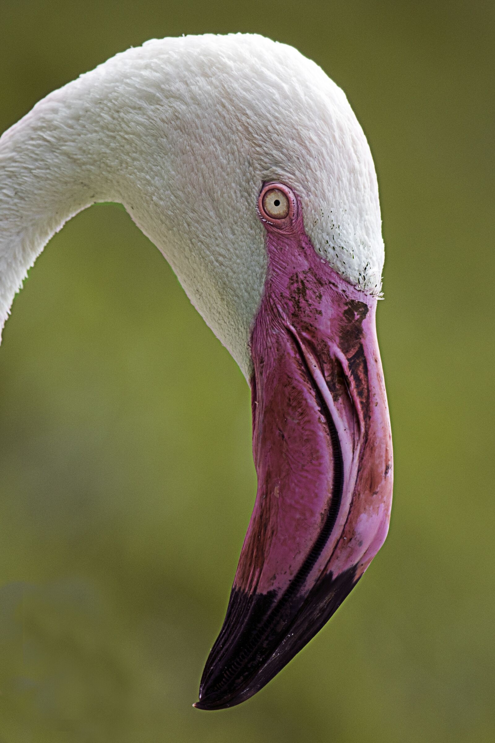 Canon EF 100-400mm F4.5-5.6L IS USM sample photo. Flamingo, bird, pink beak photography