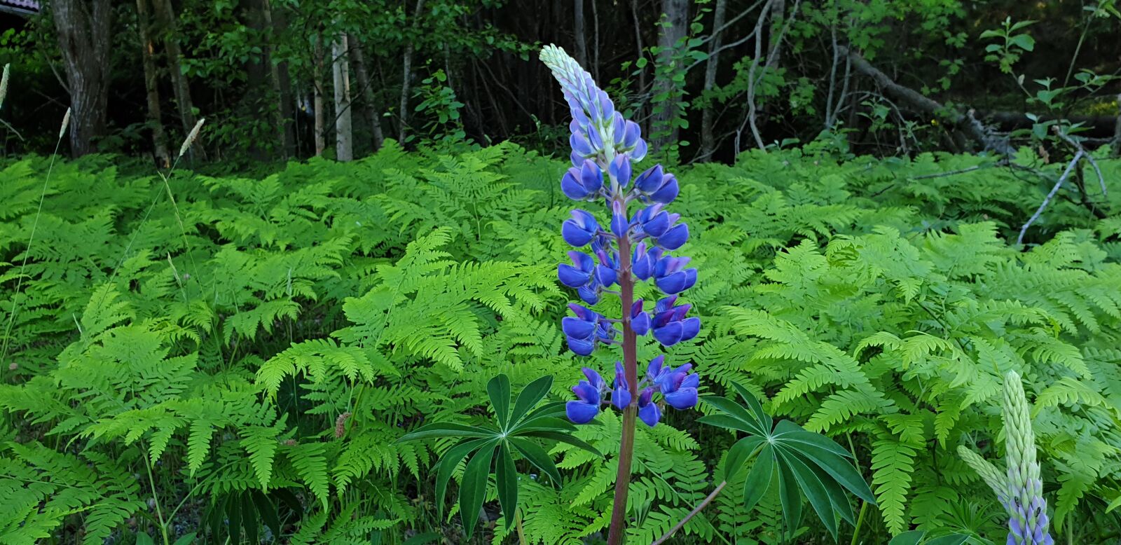 Samsung Galaxy S9 sample photo. Flower, forest flower, nature photography