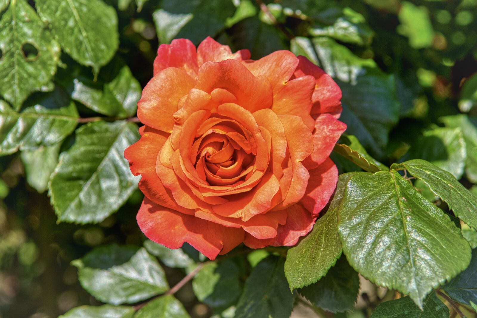 Nikon D7500 sample photo. Rose, blossom, bloom photography