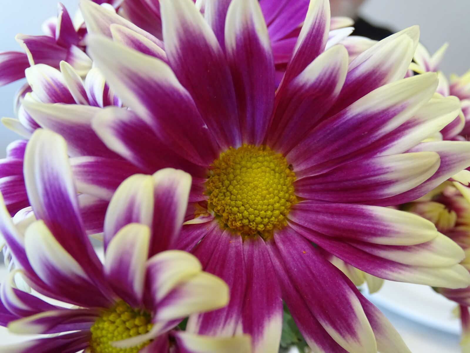 Sony Cyber-shot DSC-HX400V sample photo. Flower, pistil, stem photography