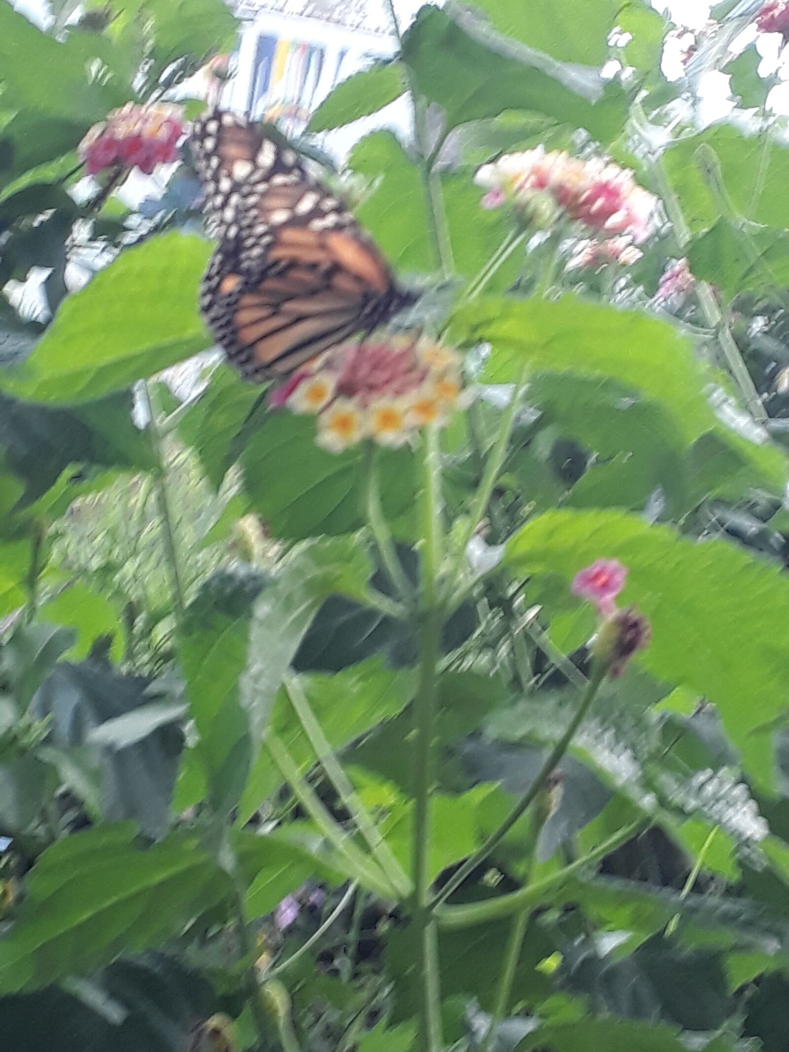 Samsung Galaxy J7 Prime sample photo. Butterflies, flowers, green photography