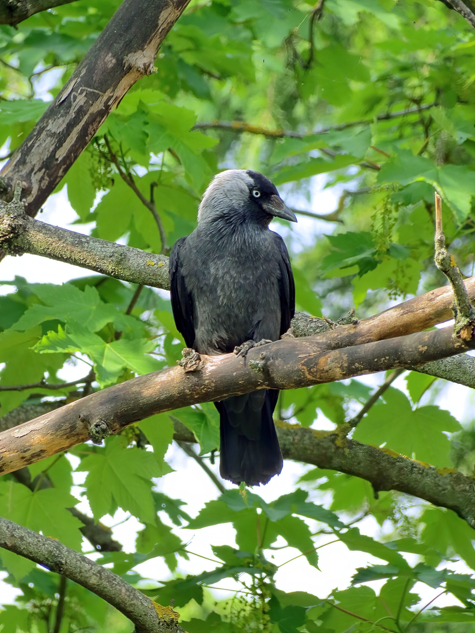 4.3 - 150.5 mm sample photo. Black bird, perched, bird photography