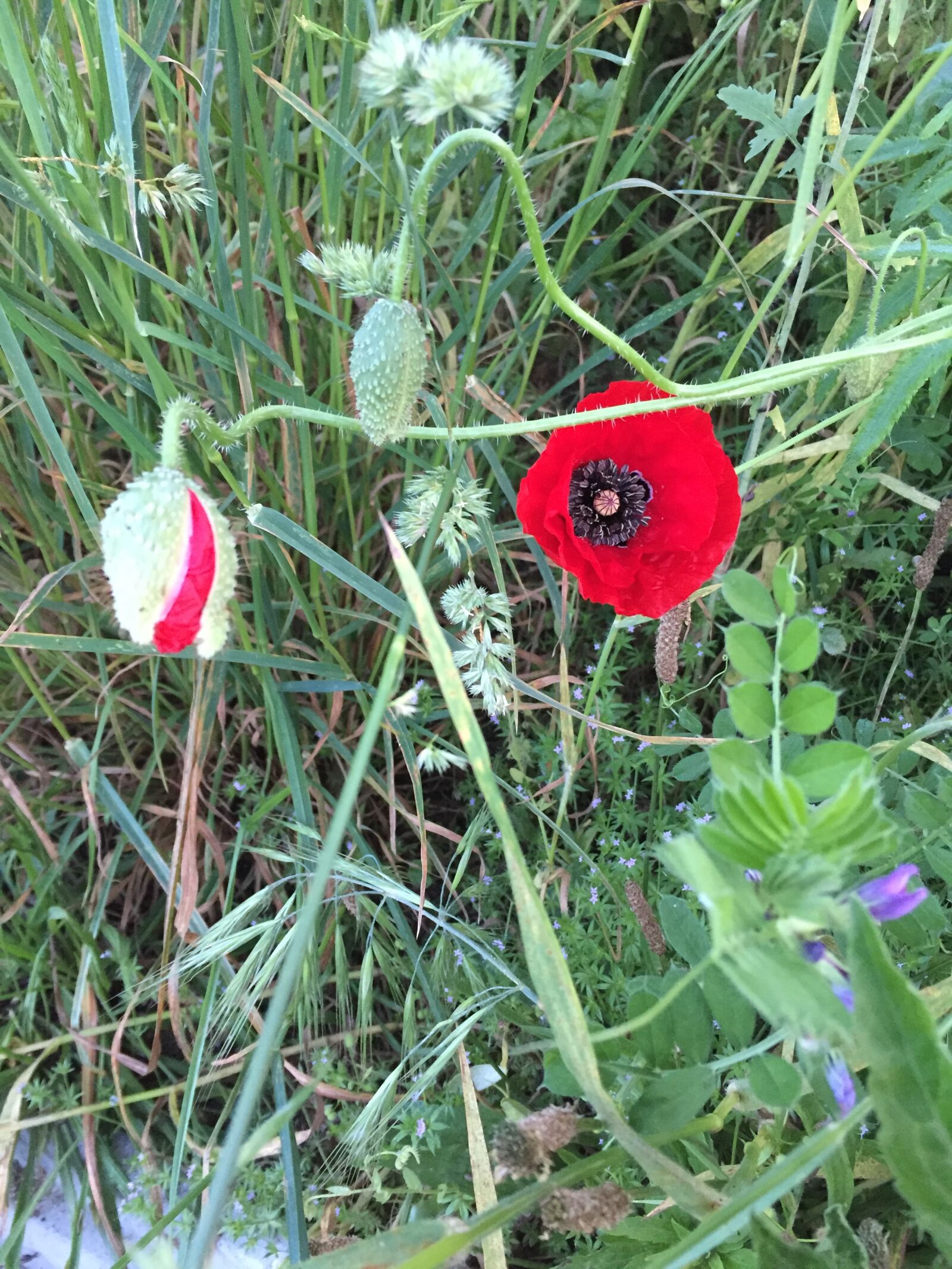 iPhone 6 back camera 4.15mm f/2.2 sample photo. Poppy, naturaleza, bloom photography