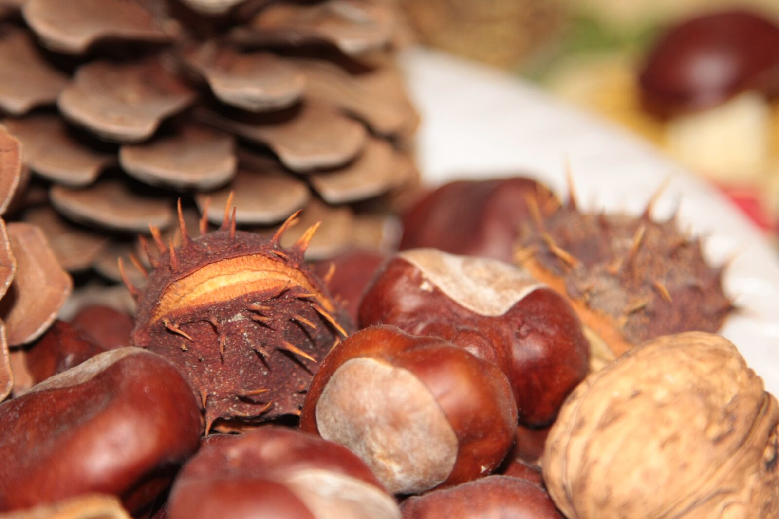 Canon EOS 40D sample photo. Chestnuts, cones, pine cone photography