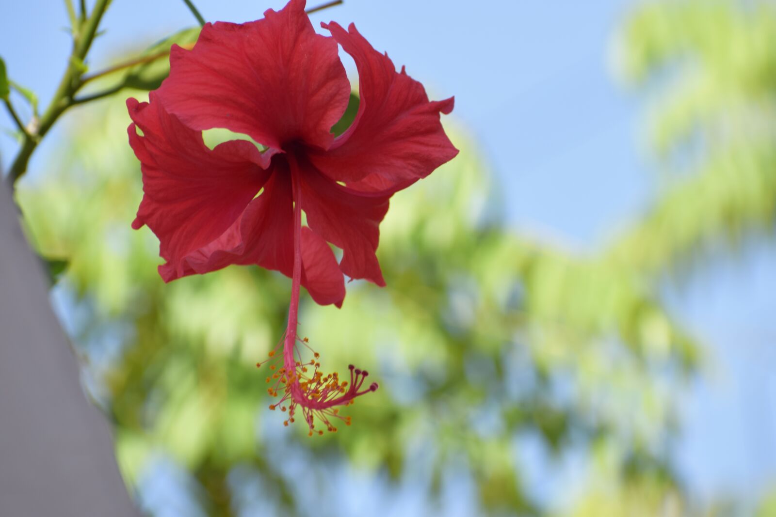 Nikon D5300 sample photo. Flower, nature, blossom photography
