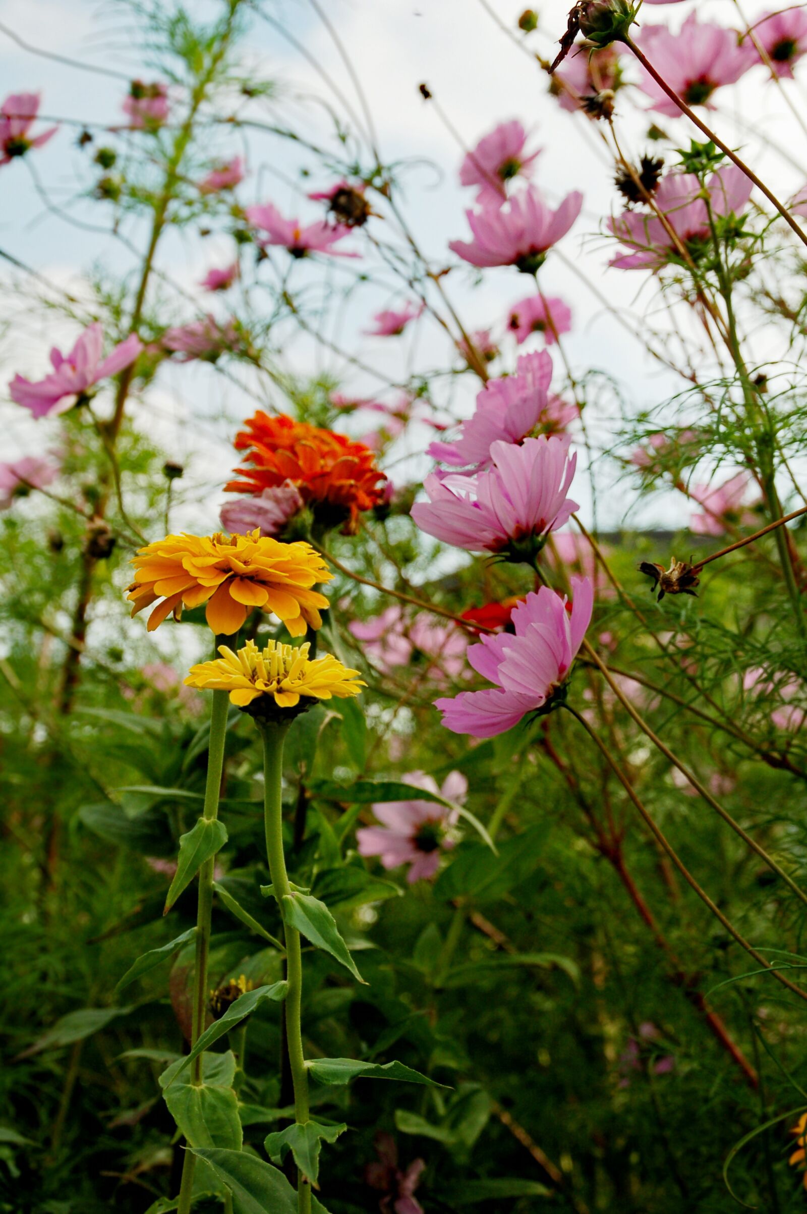 Nikon D50 sample photo. Flowers, wild, colors photography