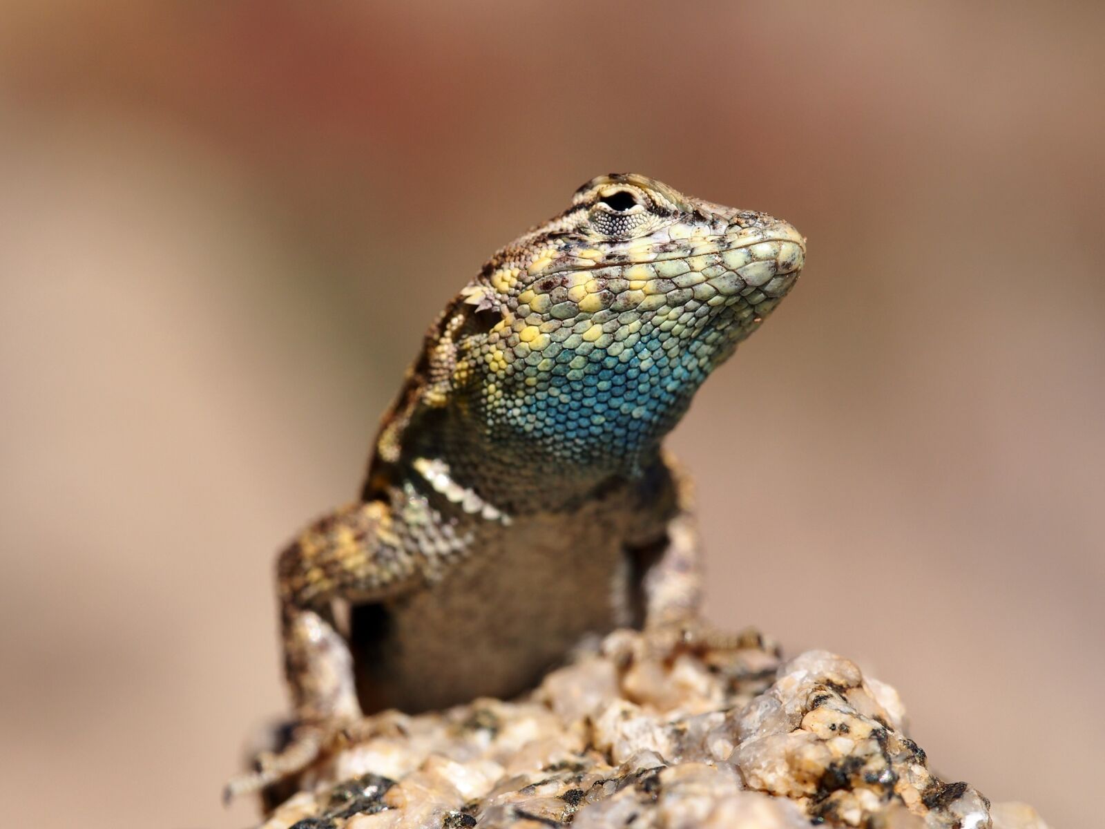 Olympus OM-D E-M5 sample photo. Side blotched lizard, head photography