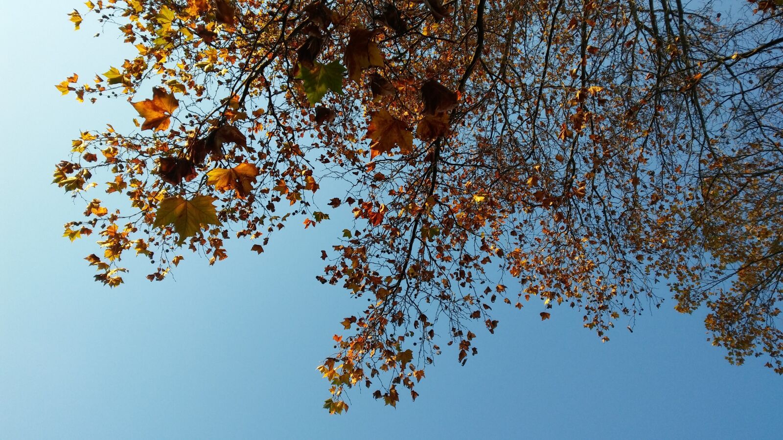 LG K10 sample photo. Tree, leaves, autumn photography