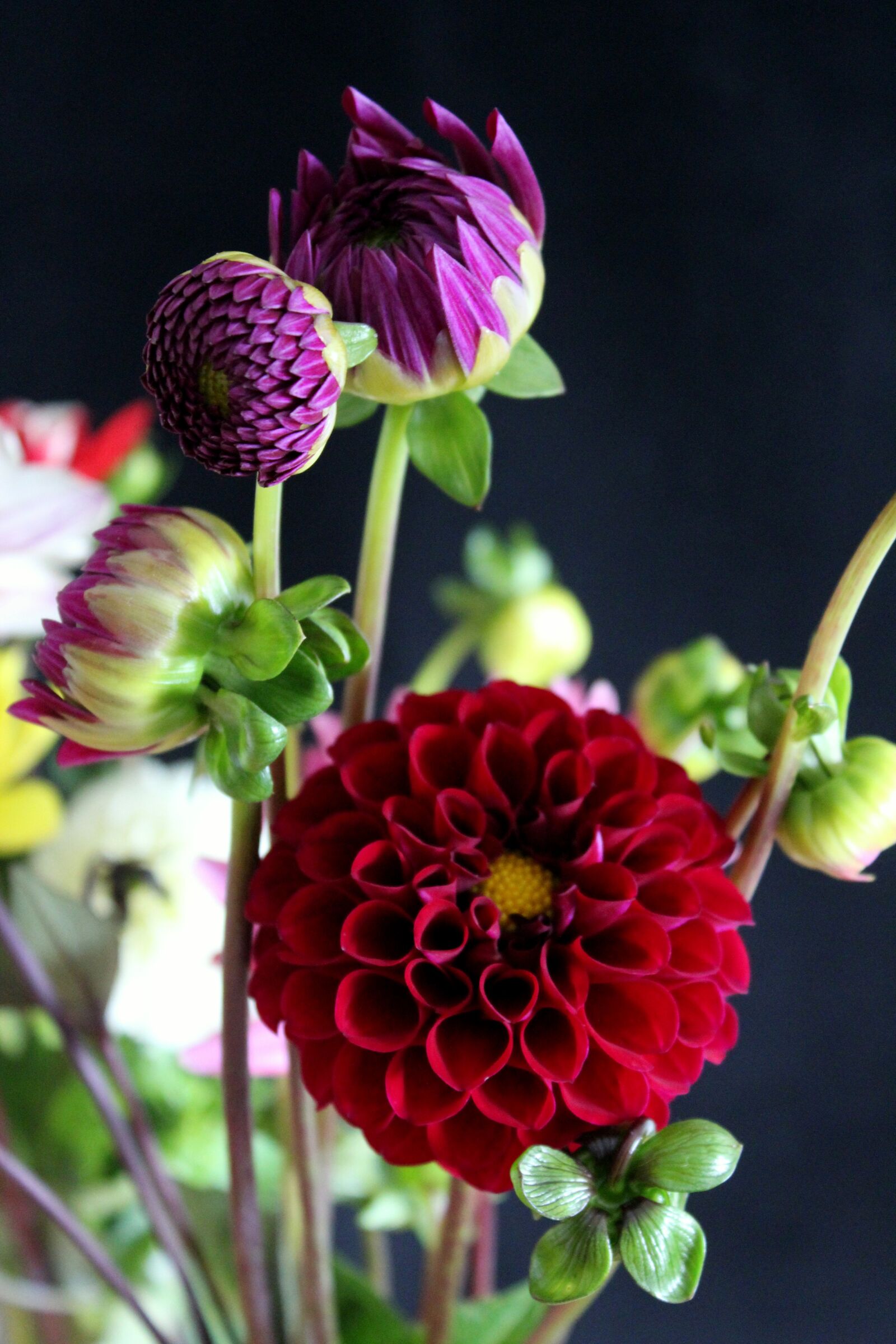 Canon EOS 1300D (EOS Rebel T6 / EOS Kiss X80) sample photo. Dahlias, dahlia, dahlia garden photography