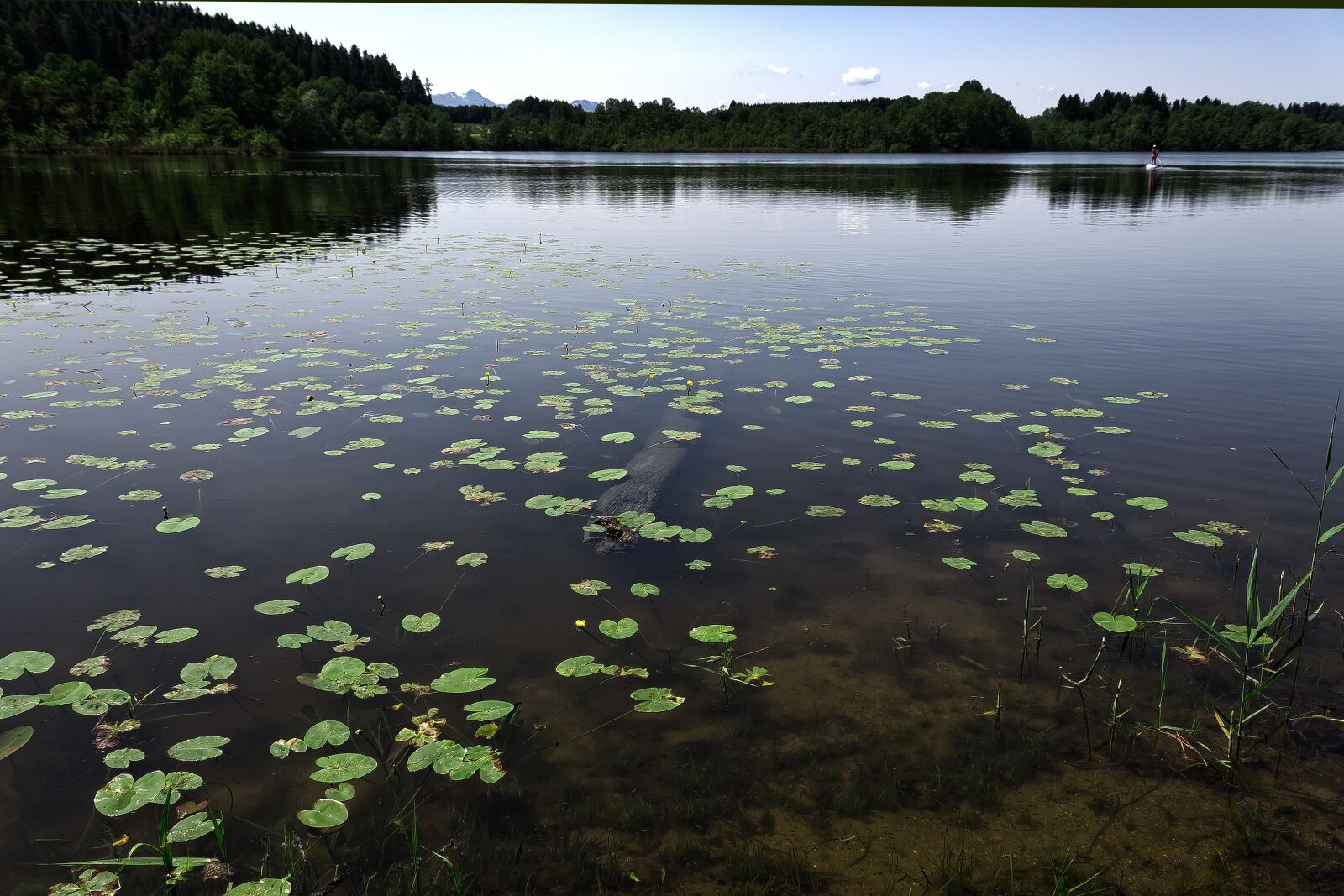 Canon EOS 1300D (EOS Rebel T6 / EOS Kiss X80) sample photo. Lily pad, aquatic plant photography