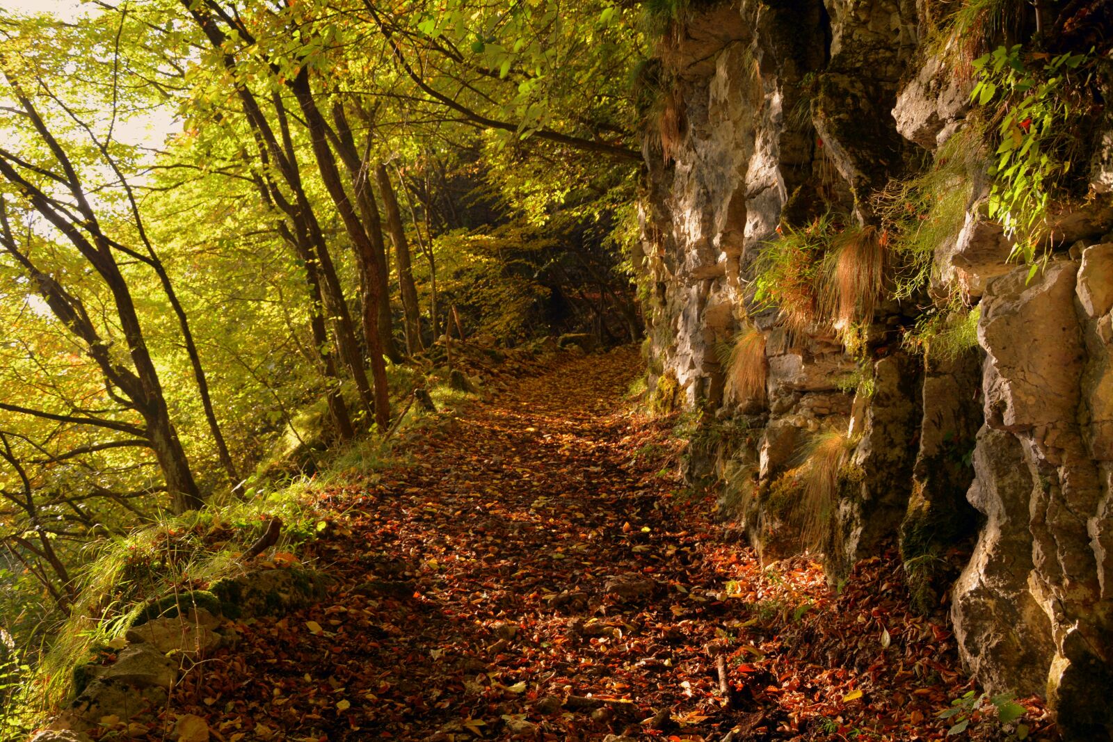 Nikon D7100 sample photo. Excursion, forest, autumn photography