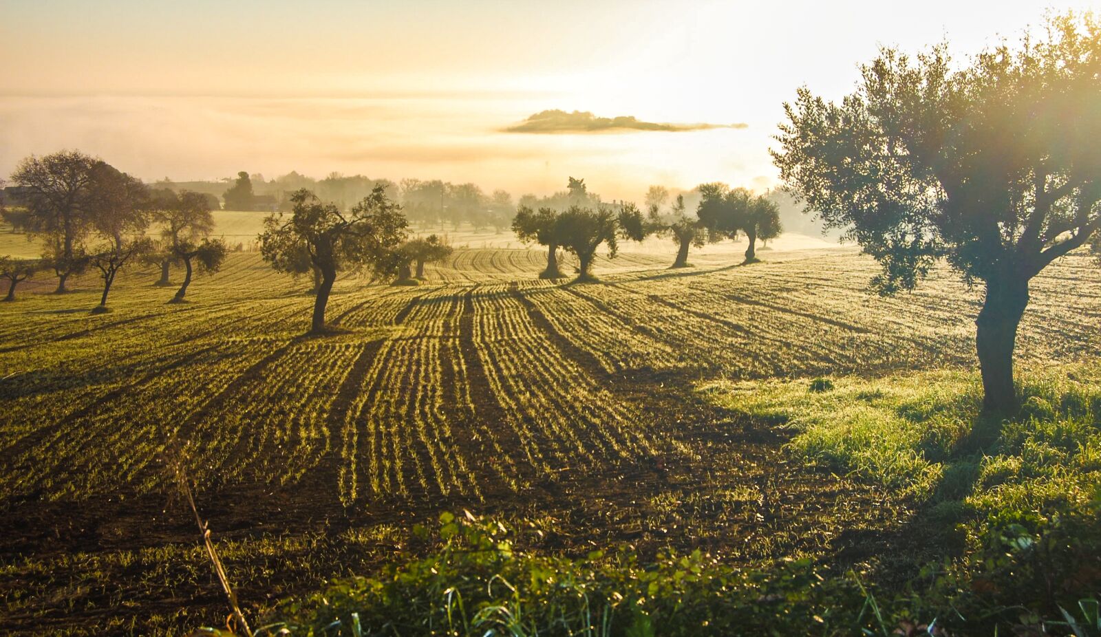 Nikon D40 sample photo. Olive grove, olive, castelfidardo photography