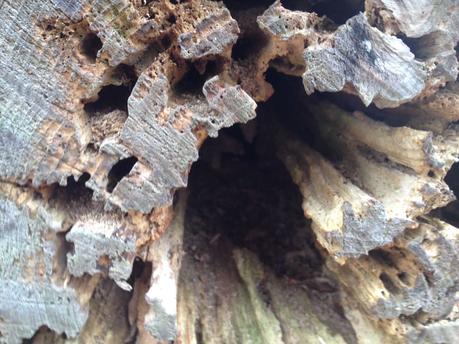 iPhone 4S back camera 4.28mm f/2.4 sample photo. Log, home, rotted, tree photography