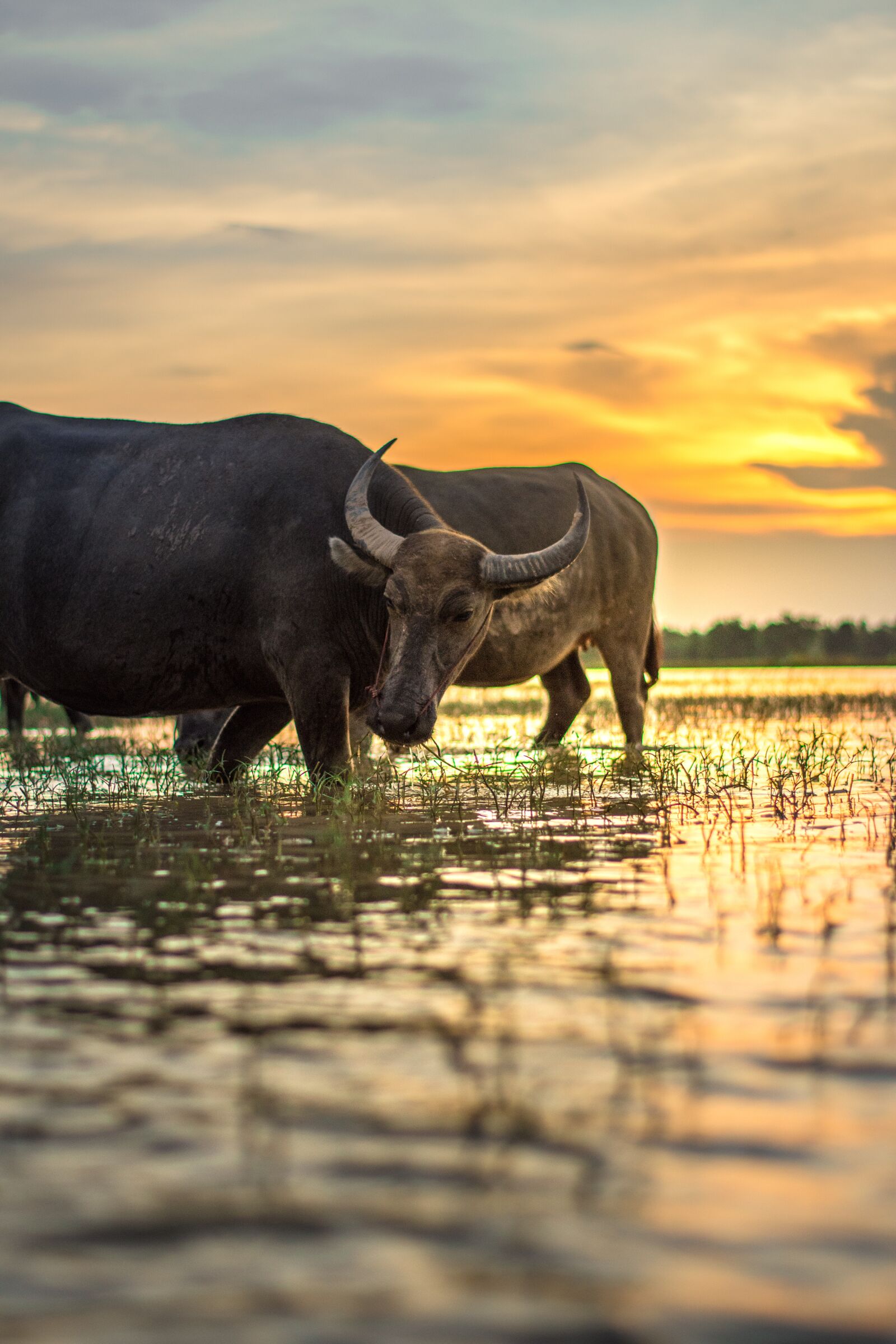 Nikon D7200 sample photo. Buffalo, outside of the photography