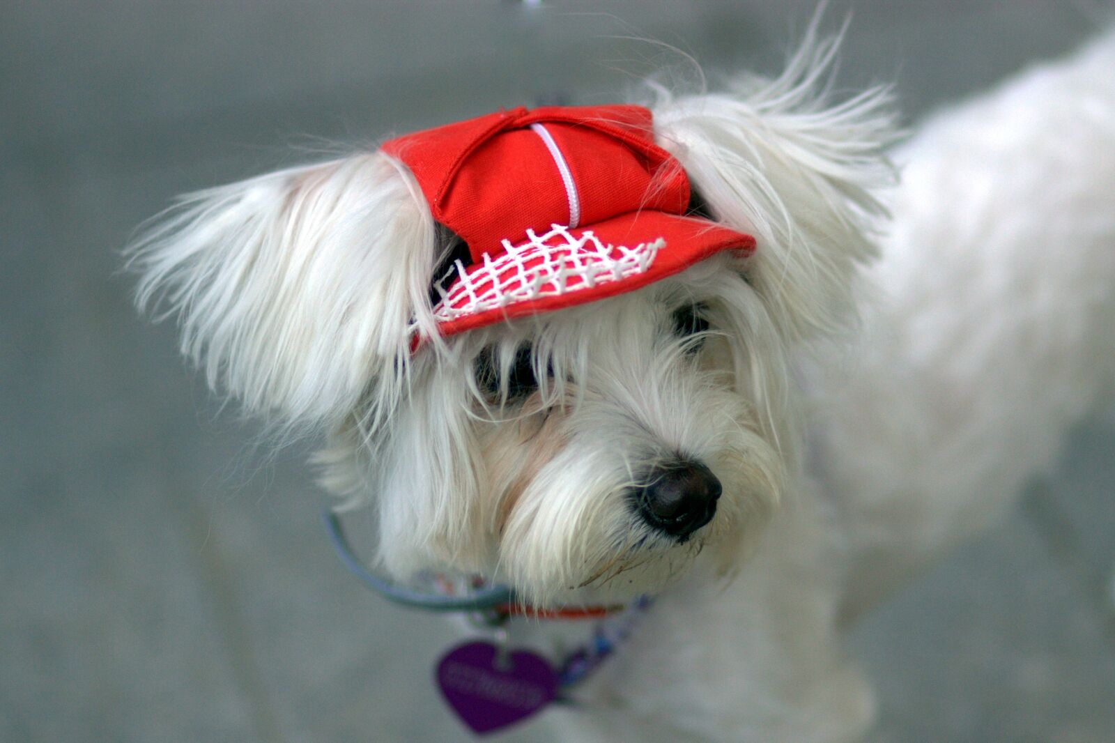 Canon EOS 450D (EOS Rebel XSi / EOS Kiss X2) sample photo. Dog, bichon, white photography