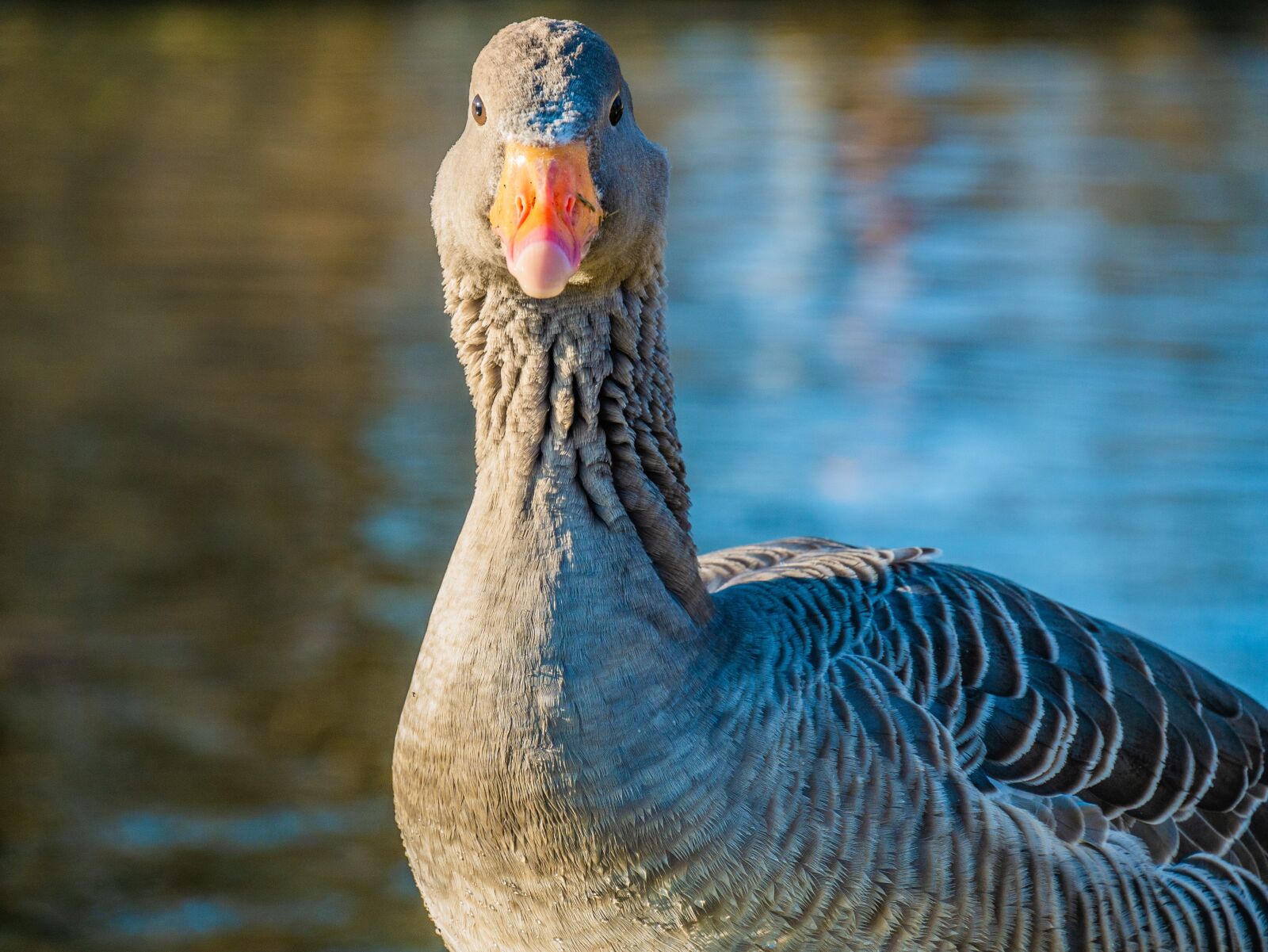 Panasonic DMC-G81 sample photo. Goose, greylag goose, water photography