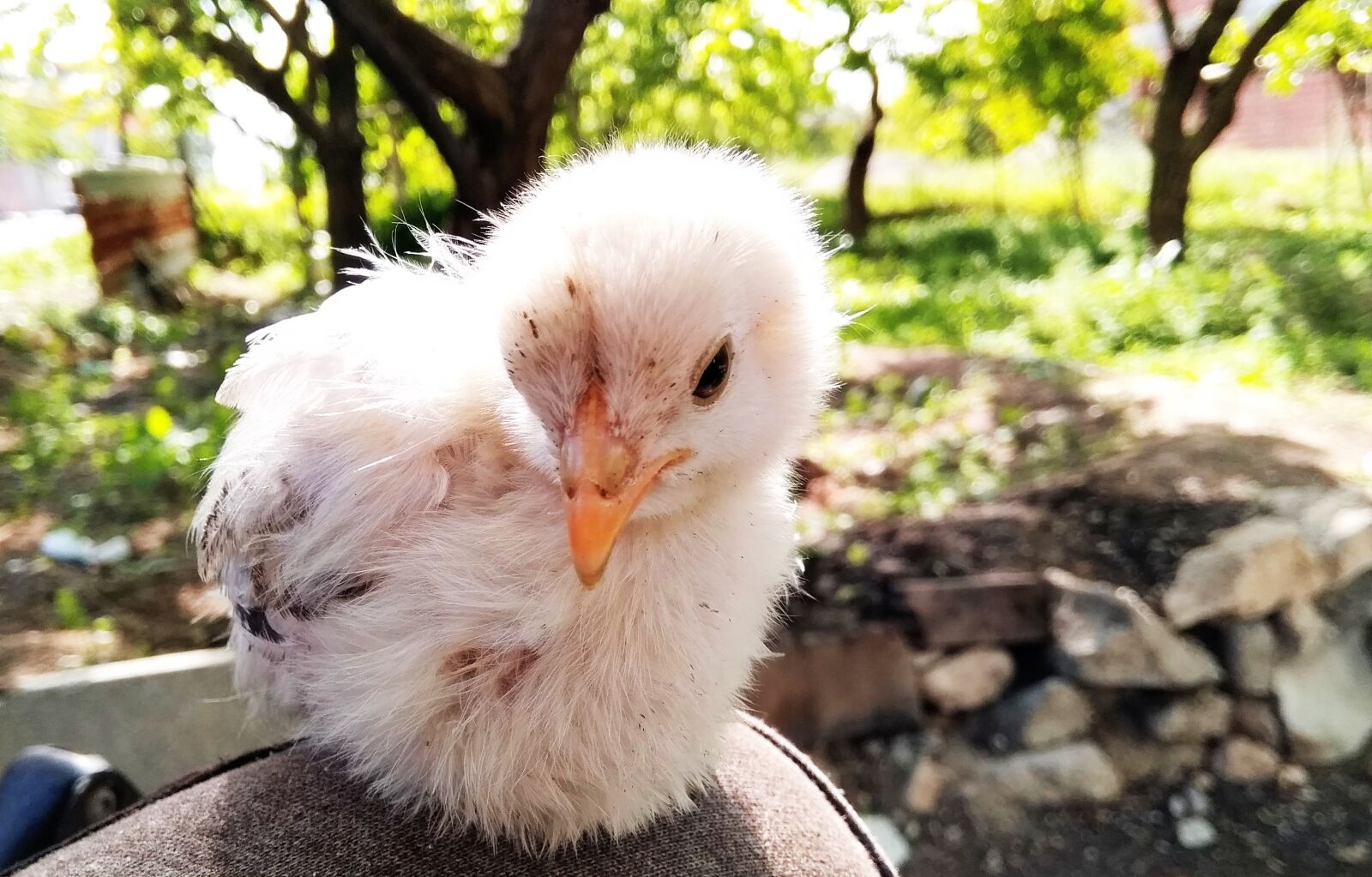General Mobile GM 5 Plus sample photo