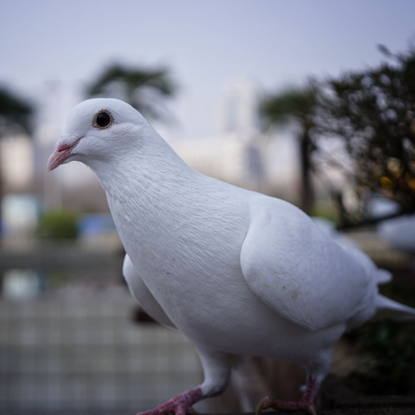 Sony a6000 sample photo. Pigeon, bird, animal photography