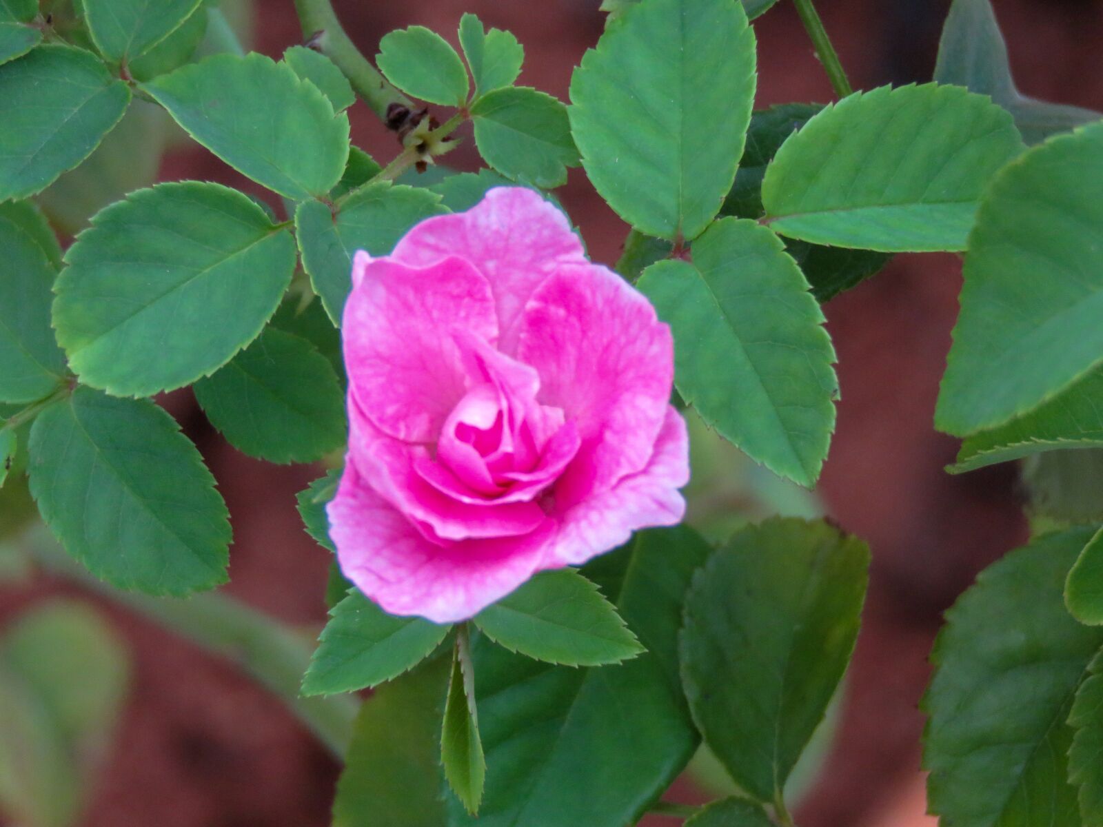 Canon PowerShot SX60 HS sample photo. Pink rose, rose, rose photography