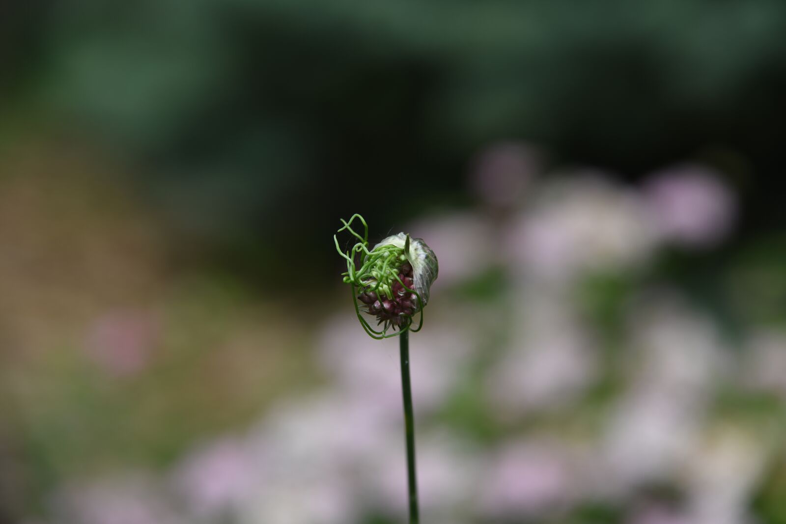 Nikon D850 sample photo. Flower, seed, bloom photography