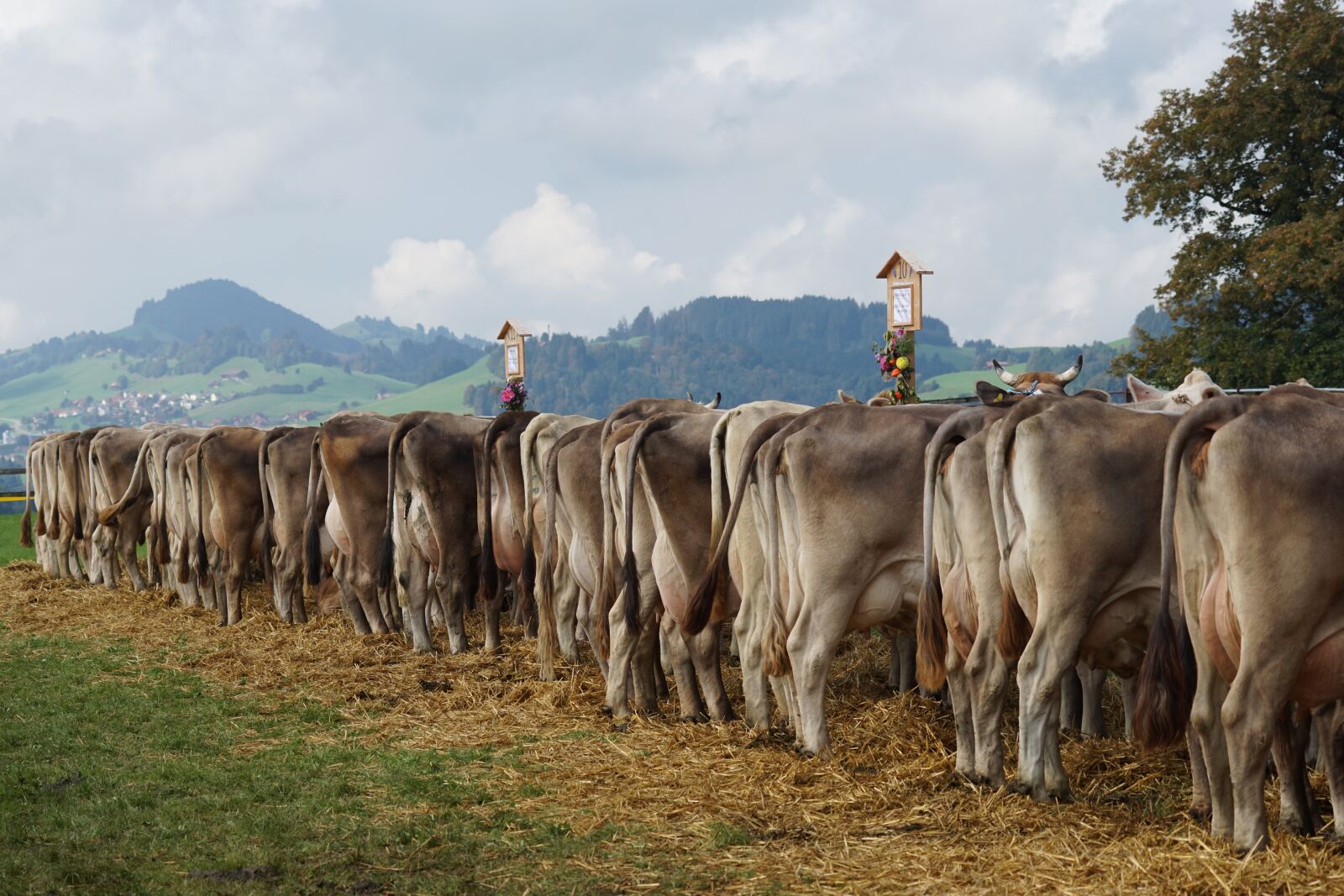 Sony 70-400mm F4-5.6 G SSM sample photo. Cattle show, customs, appenzellerland photography